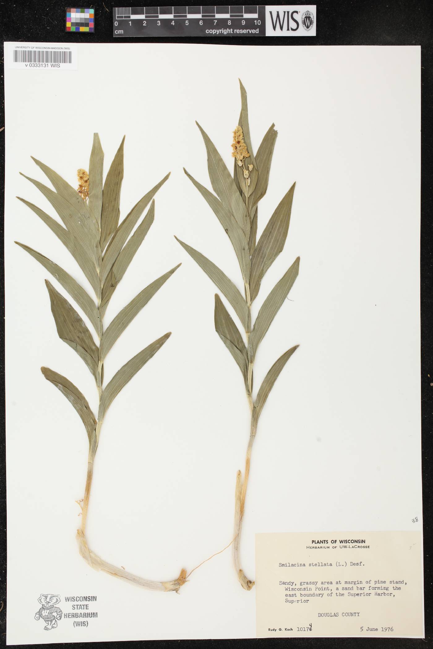 Maianthemum stellatum image