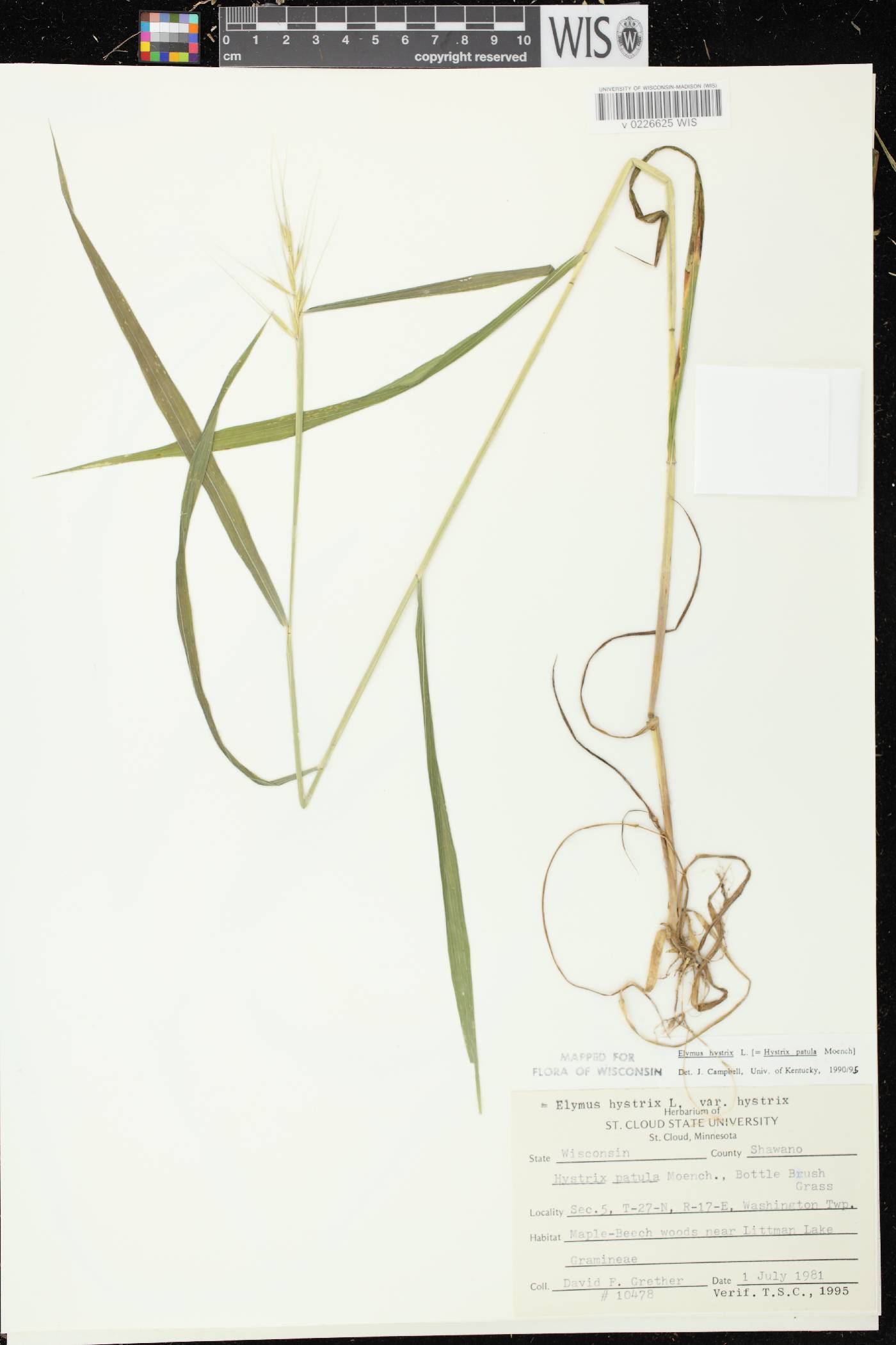 Elymus hystrix var. hystrix image