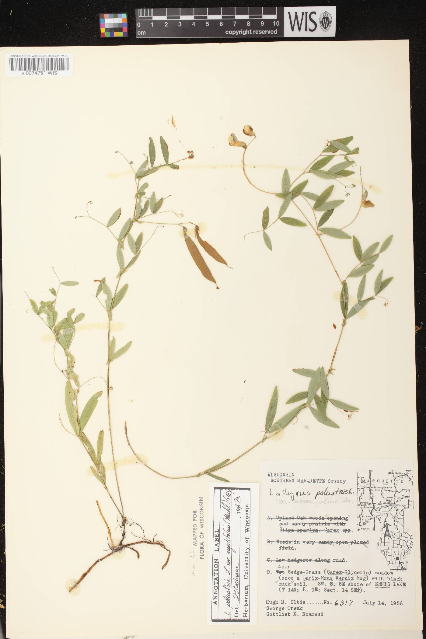 Lathyrus palustris image