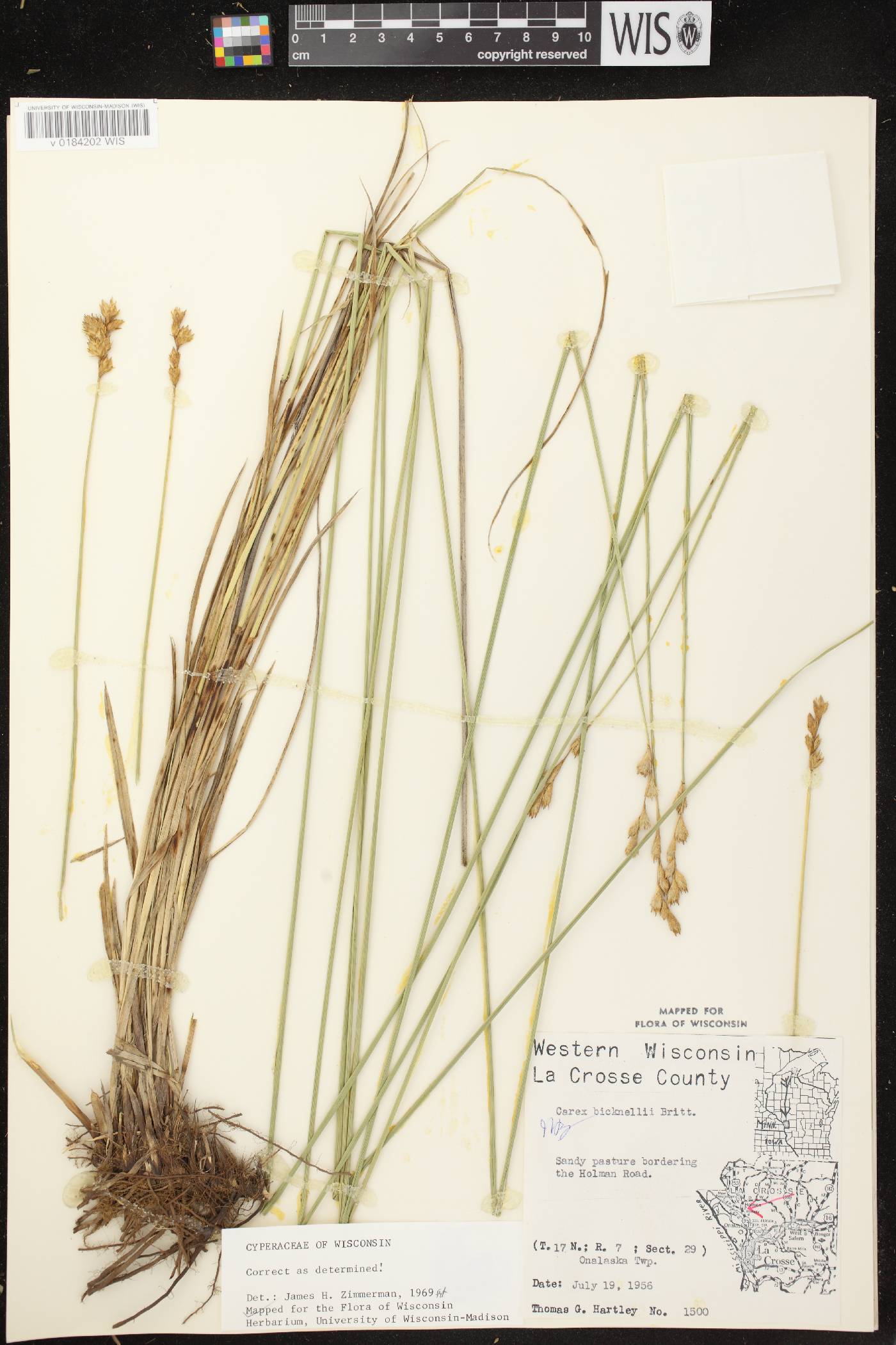 Carex bicknellii image