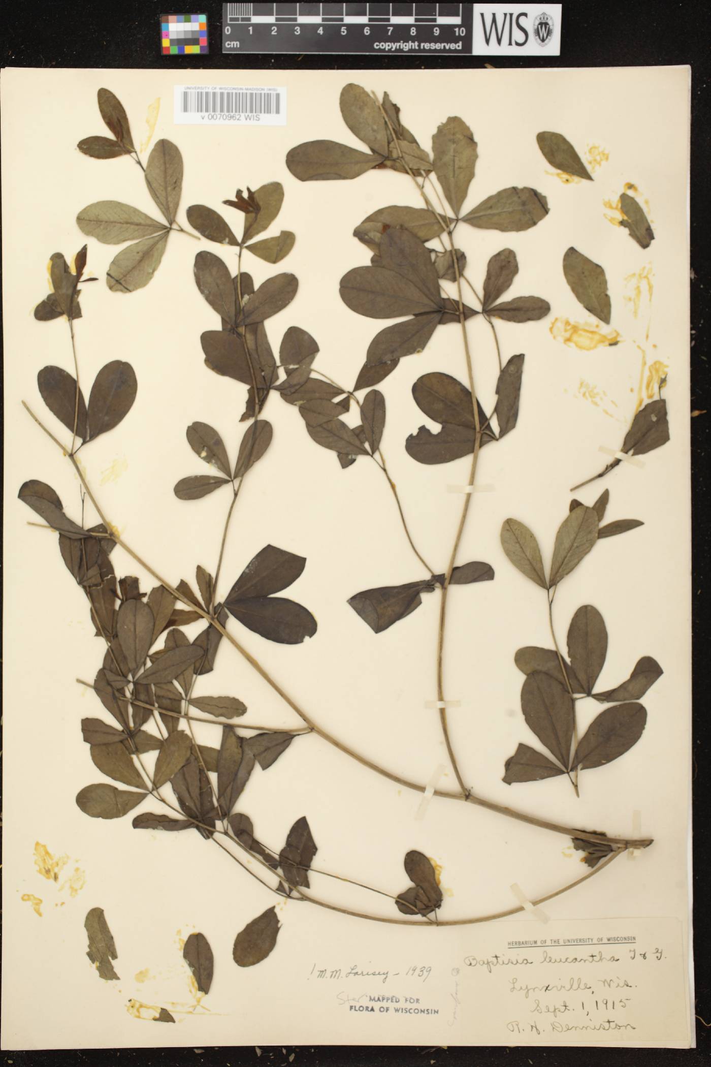 Baptisia lactea image