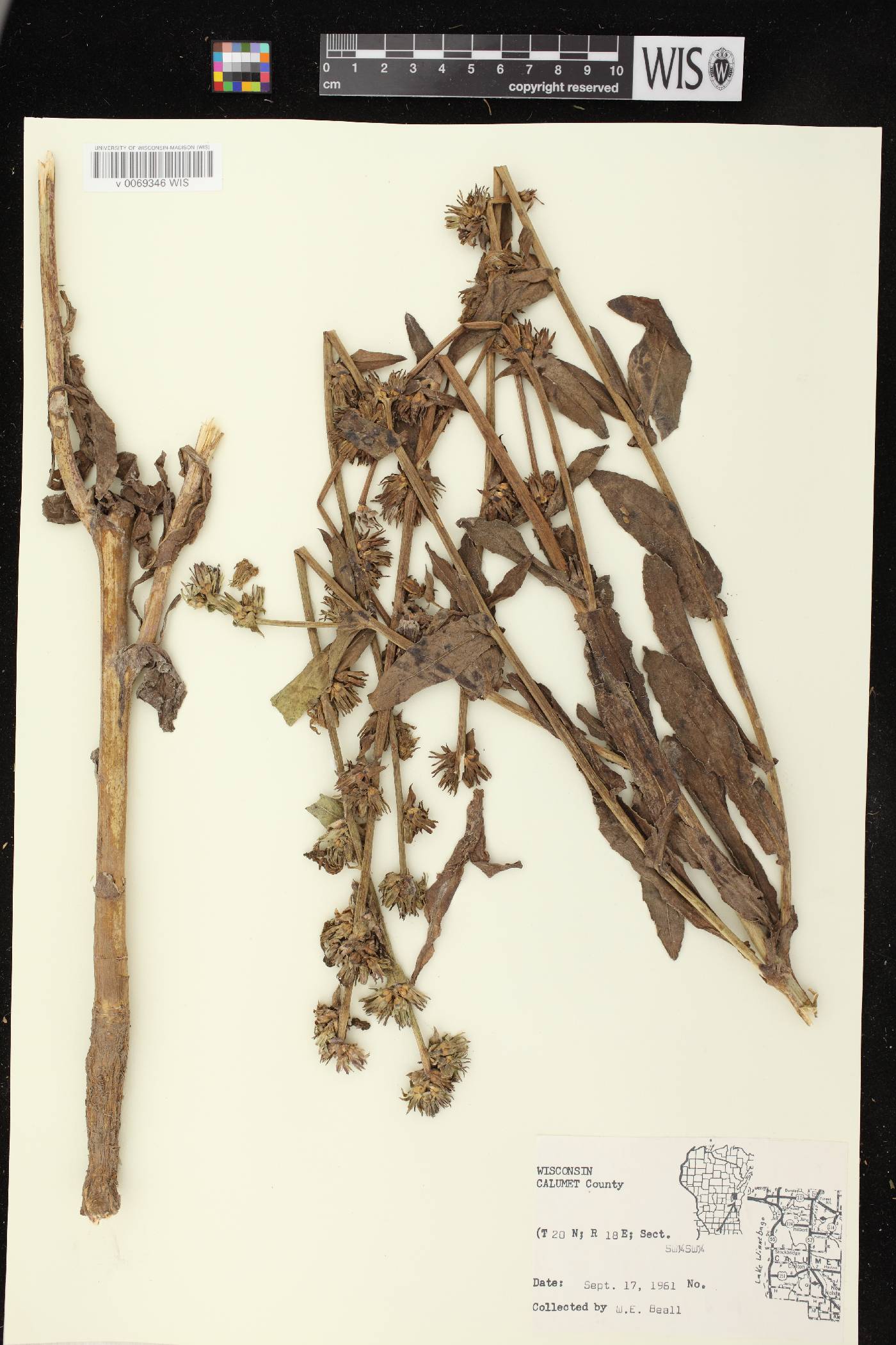 Cichorium intybus image