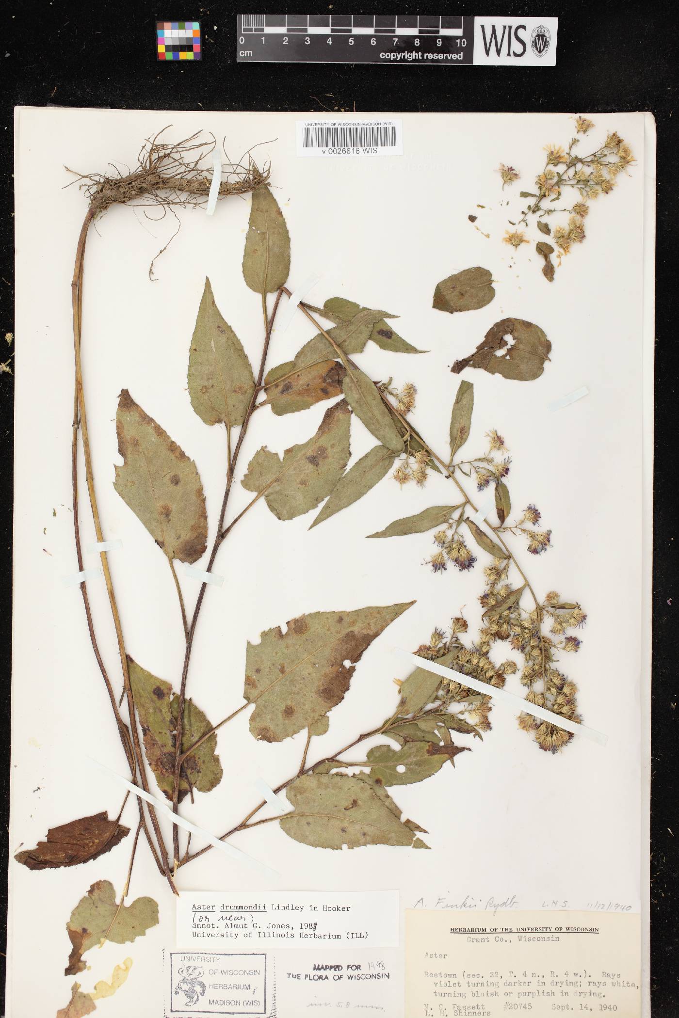Symphyotrichum drummondii image
