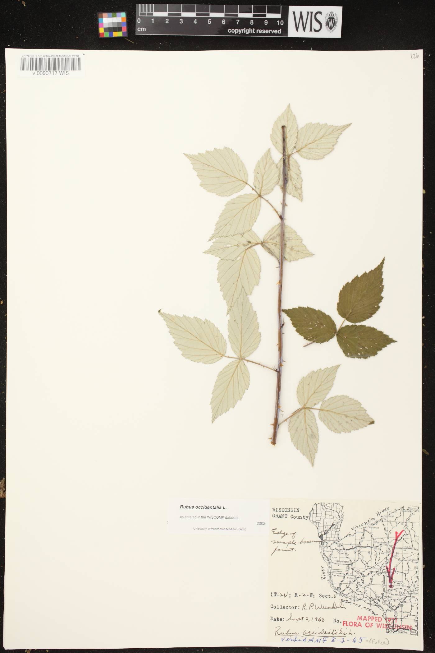 Rubus occidentalis image