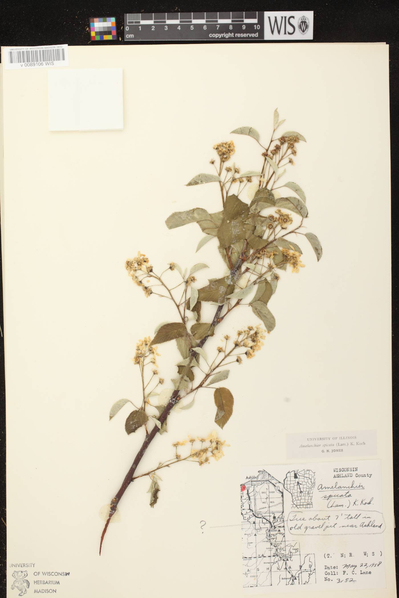 Amelanchier spicata image
