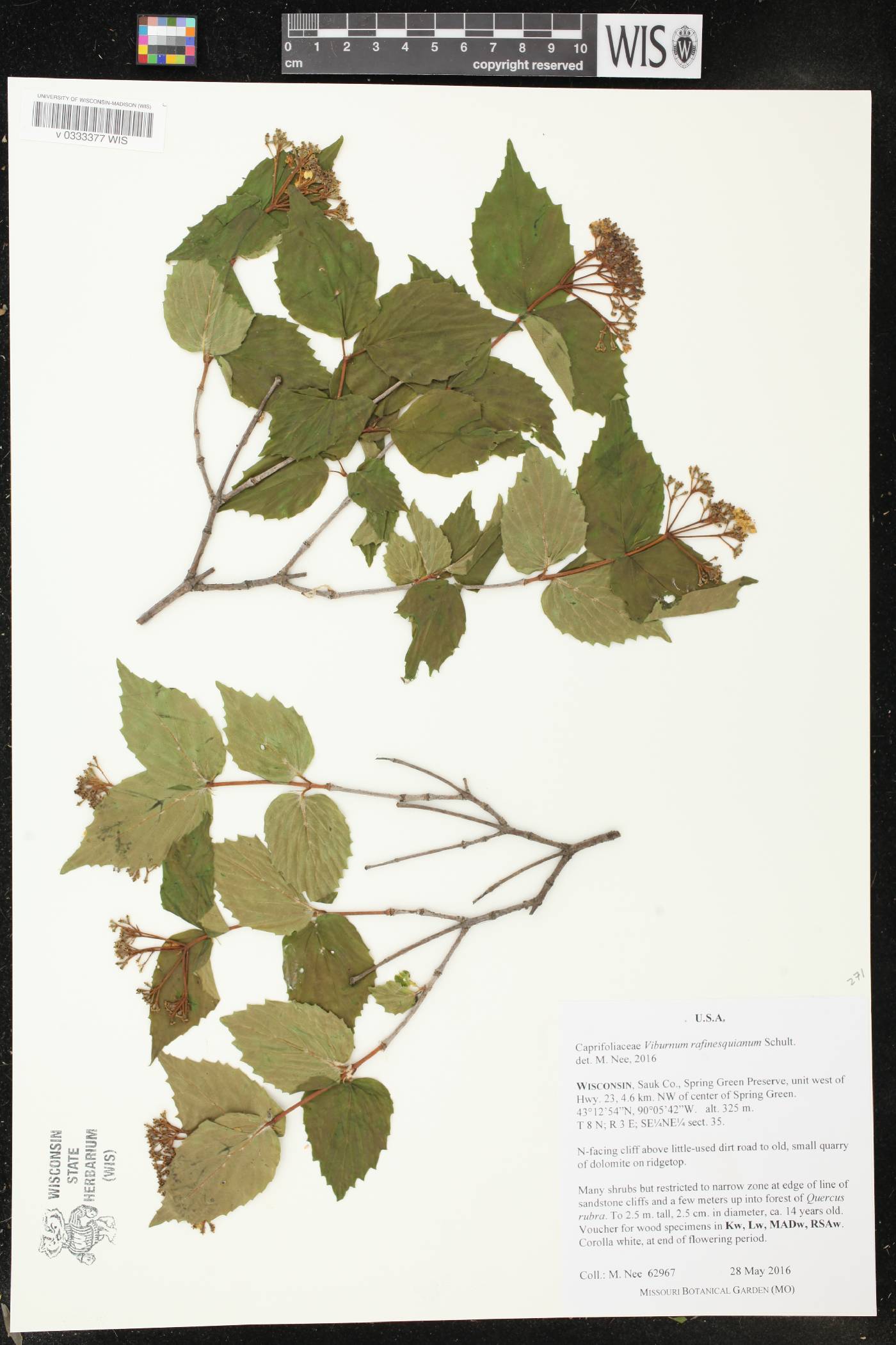 Viburnum rafinesquianum image