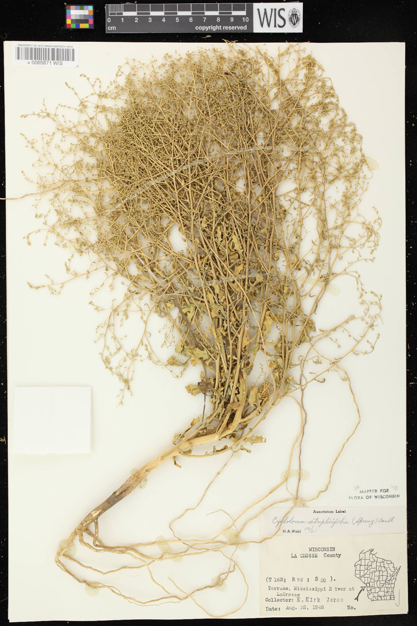 Cycloloma atriplicifolium image