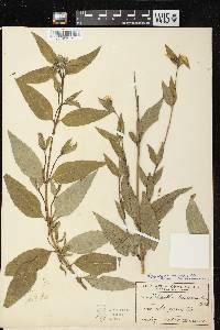 Image of Helianthus x ambiguus