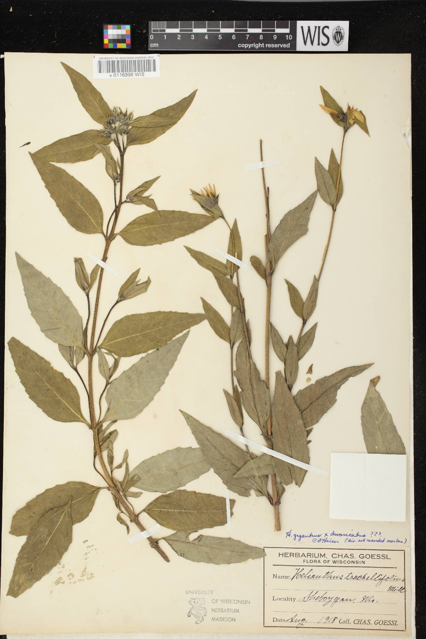 Helianthus X ambiguus image