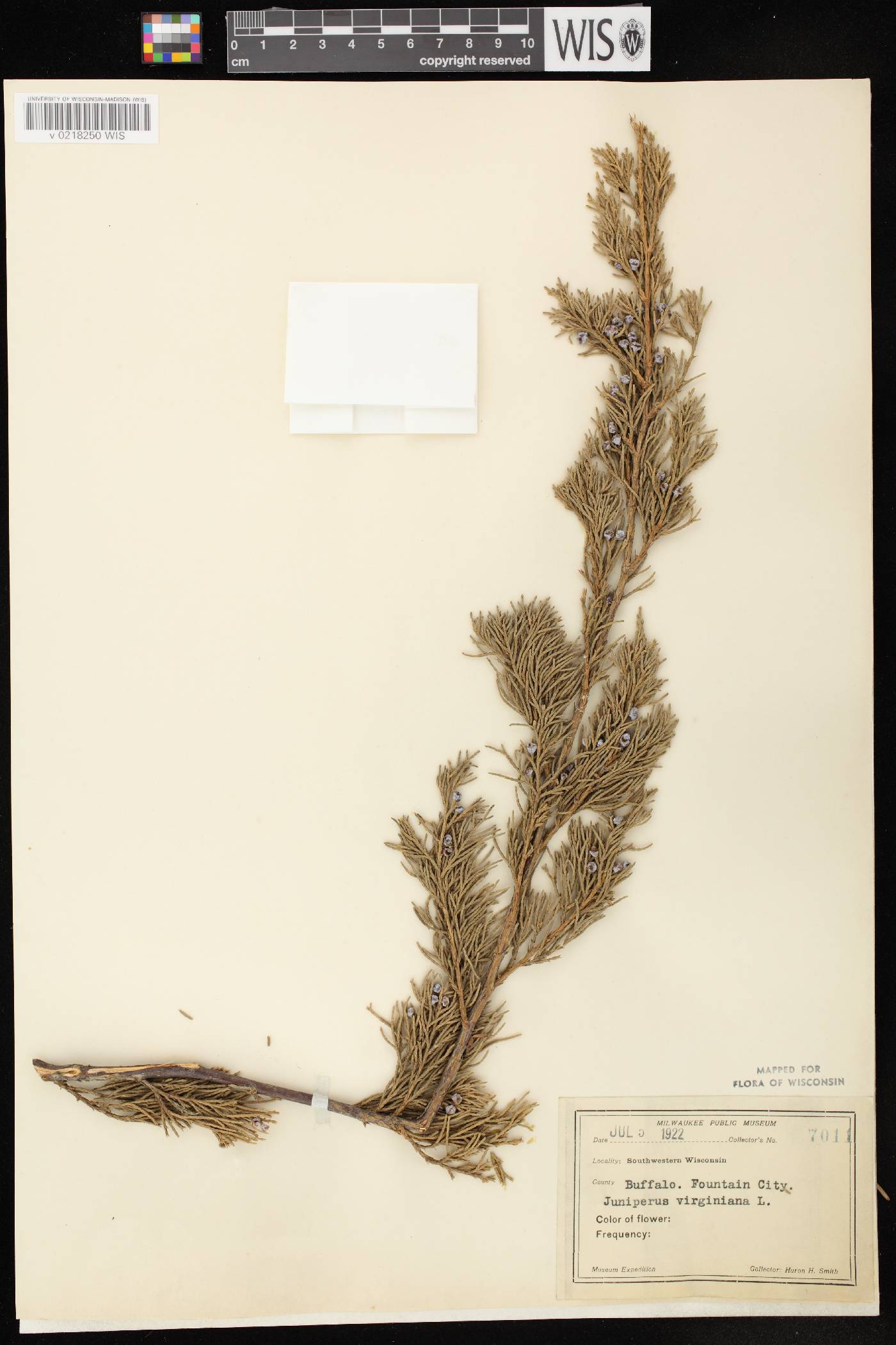 Juniperus virginiana image