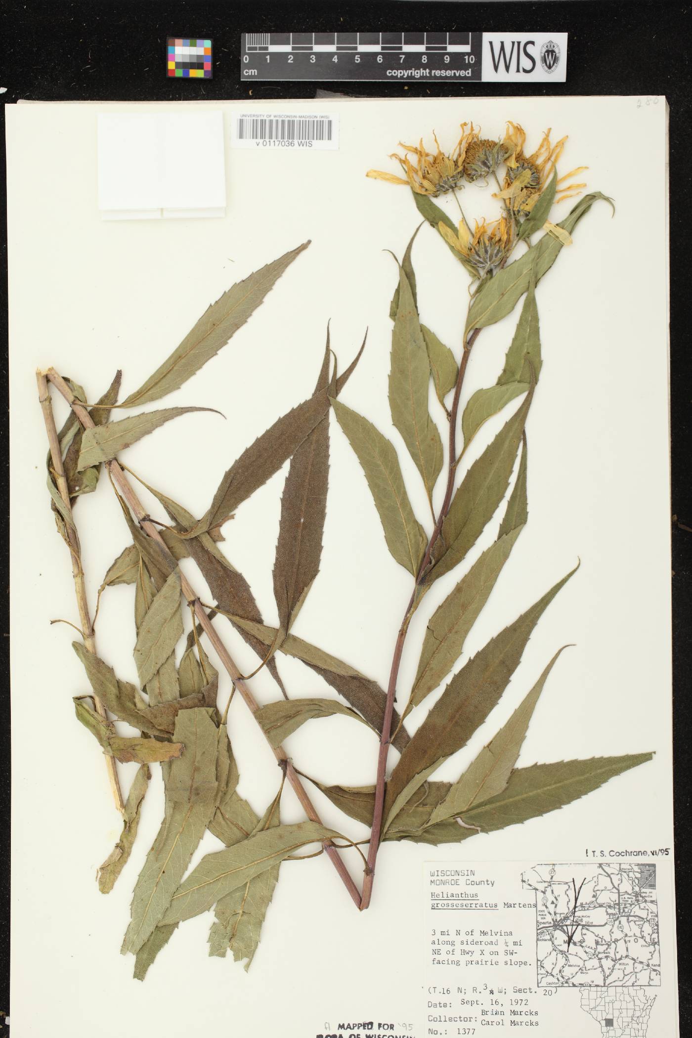 Helianthus grosseserratus image