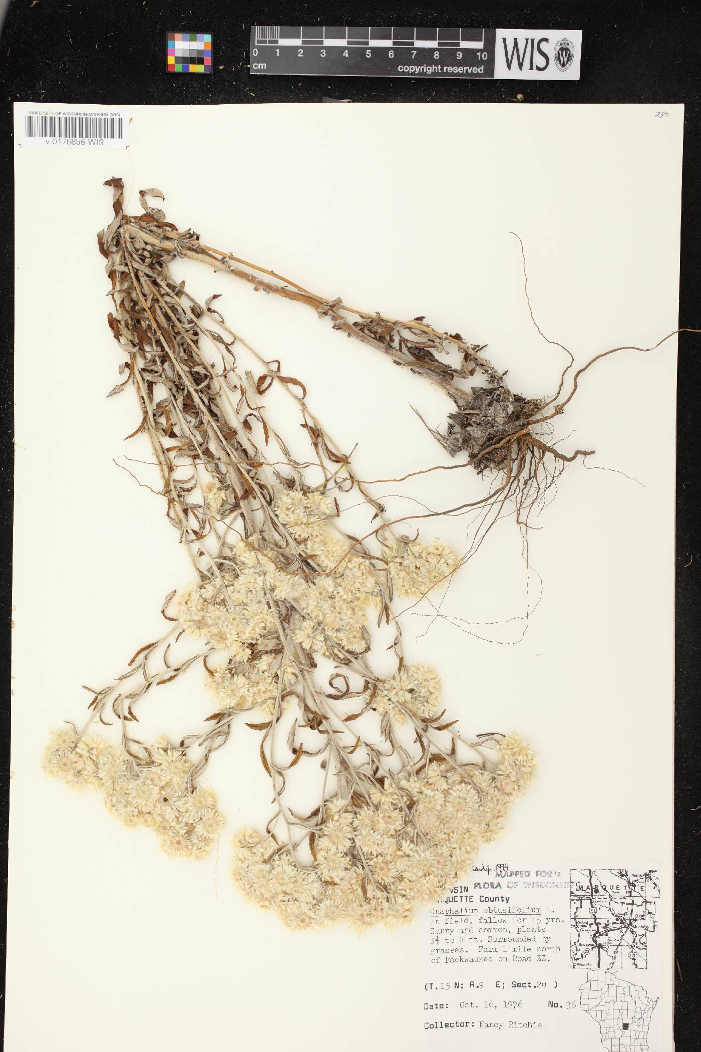 Pseudognaphalium obtusifolium image