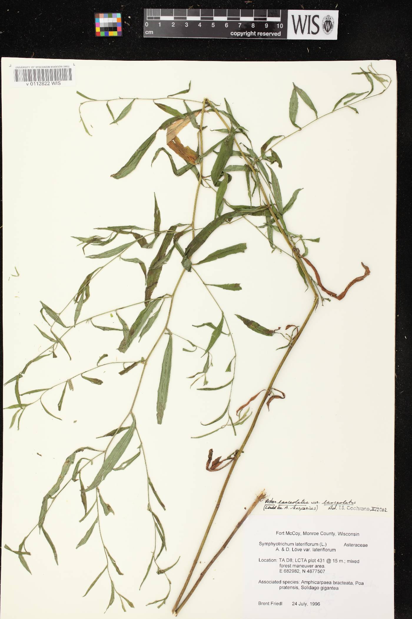 Symphyotrichum lateriflorum image