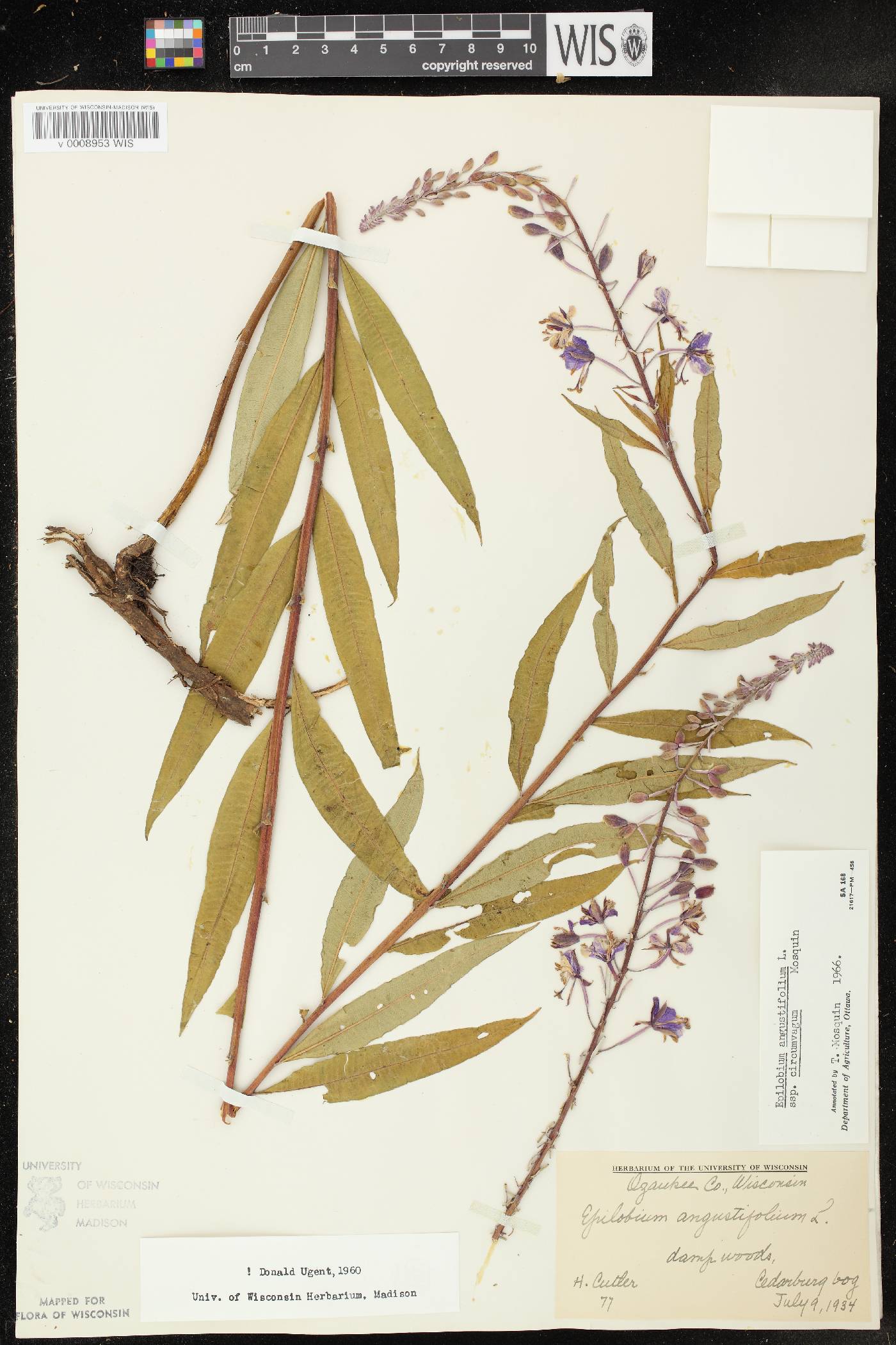 Chamerion angustifolium subsp. circumvagum image