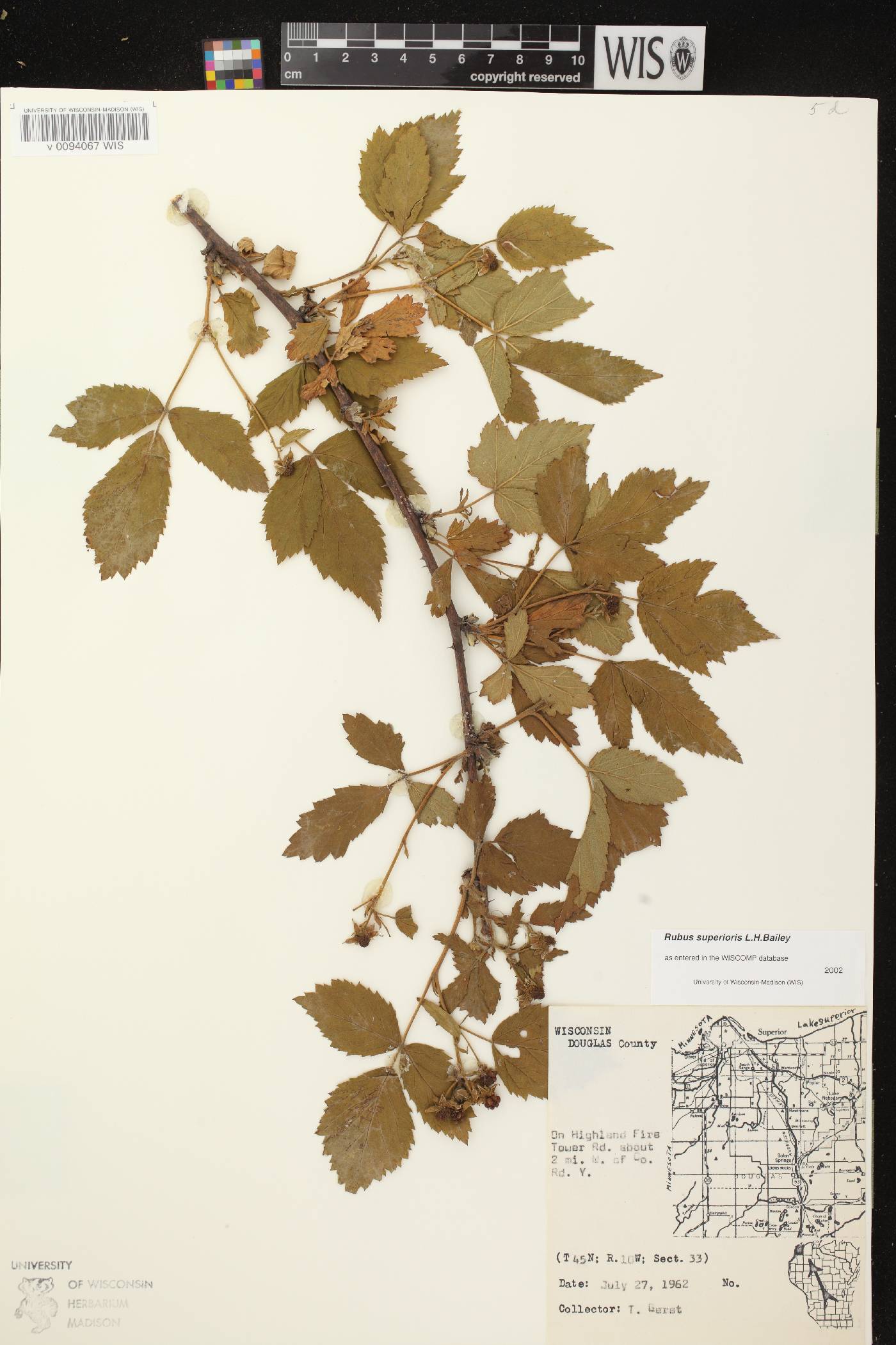 Rubus setosus image