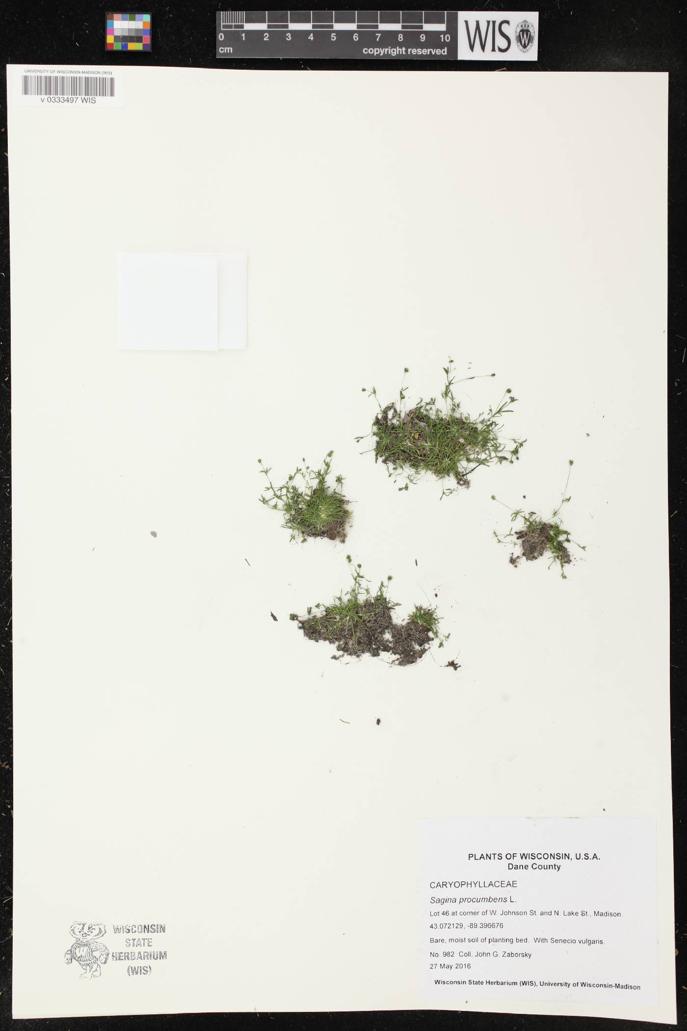 Sagina procumbens image