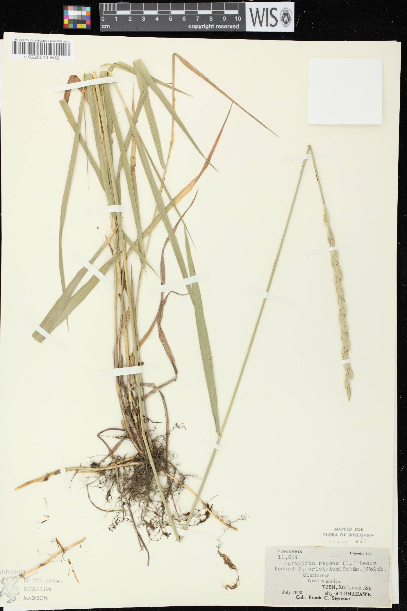 Elymus repens image