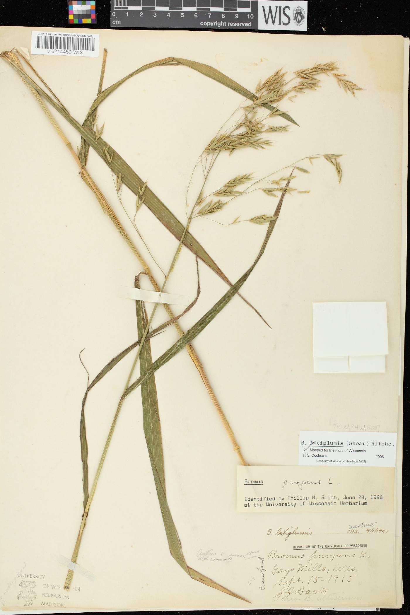Bromus latiglumis image