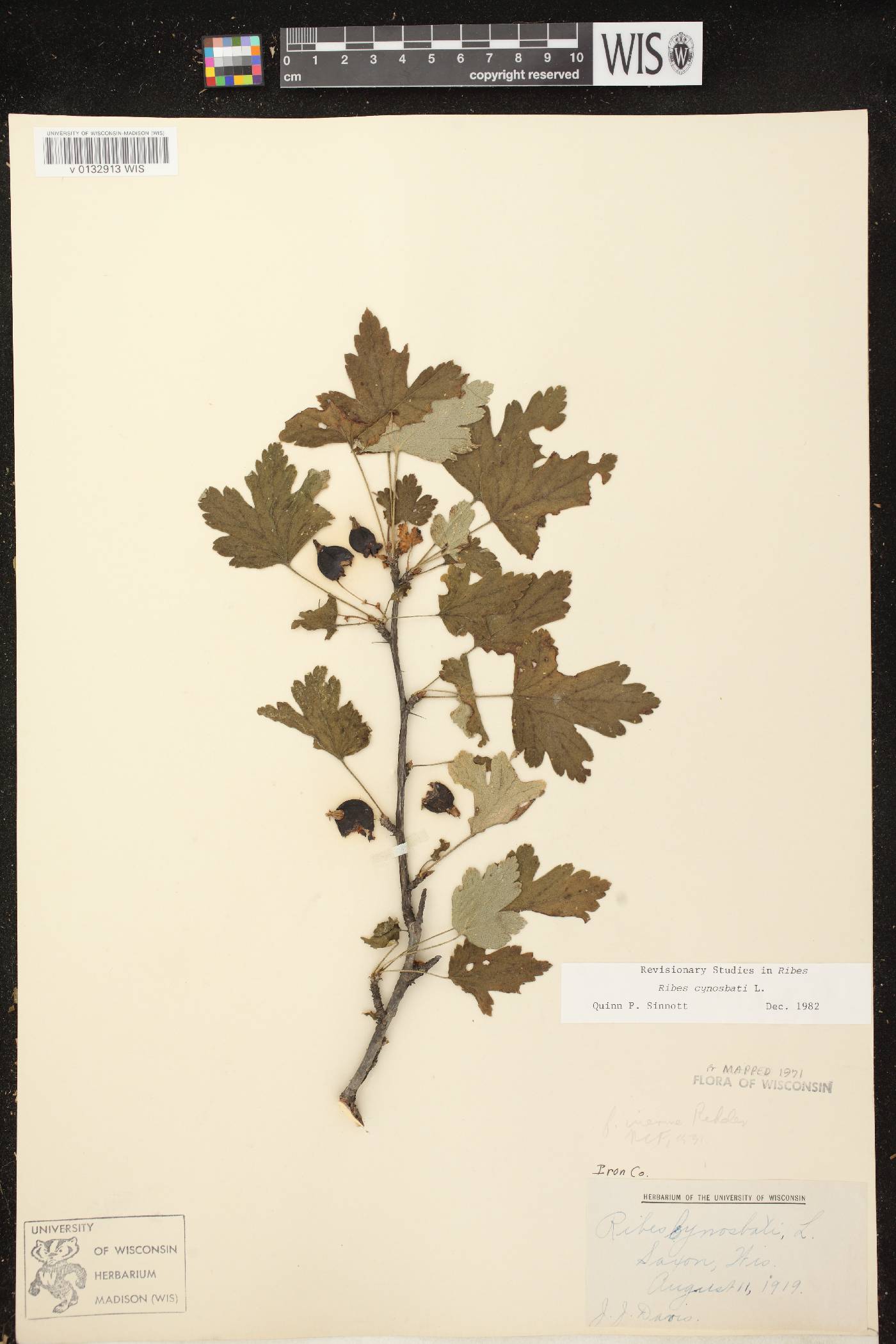 Ribes cynosbati image