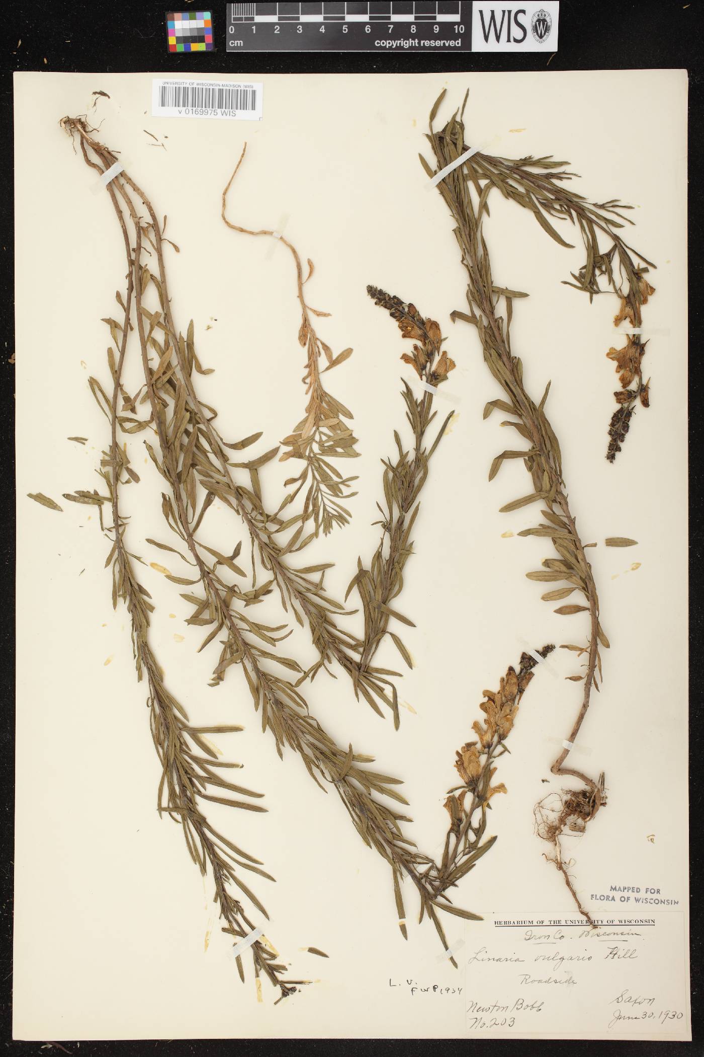 Linaria vulgaris image