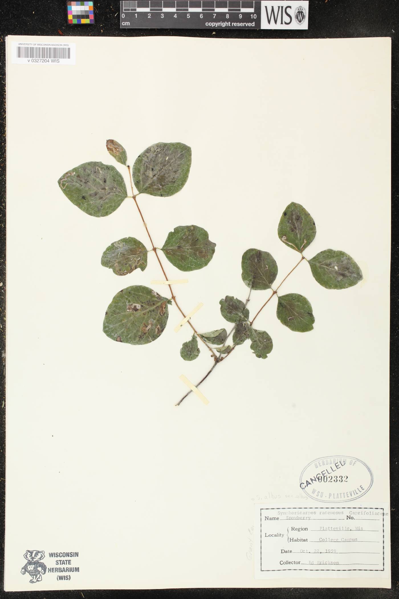 Symphoricarpos albus var. albus image
