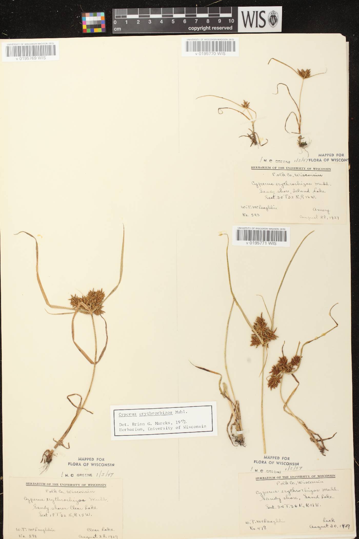 Cyperus erythrorhizos image