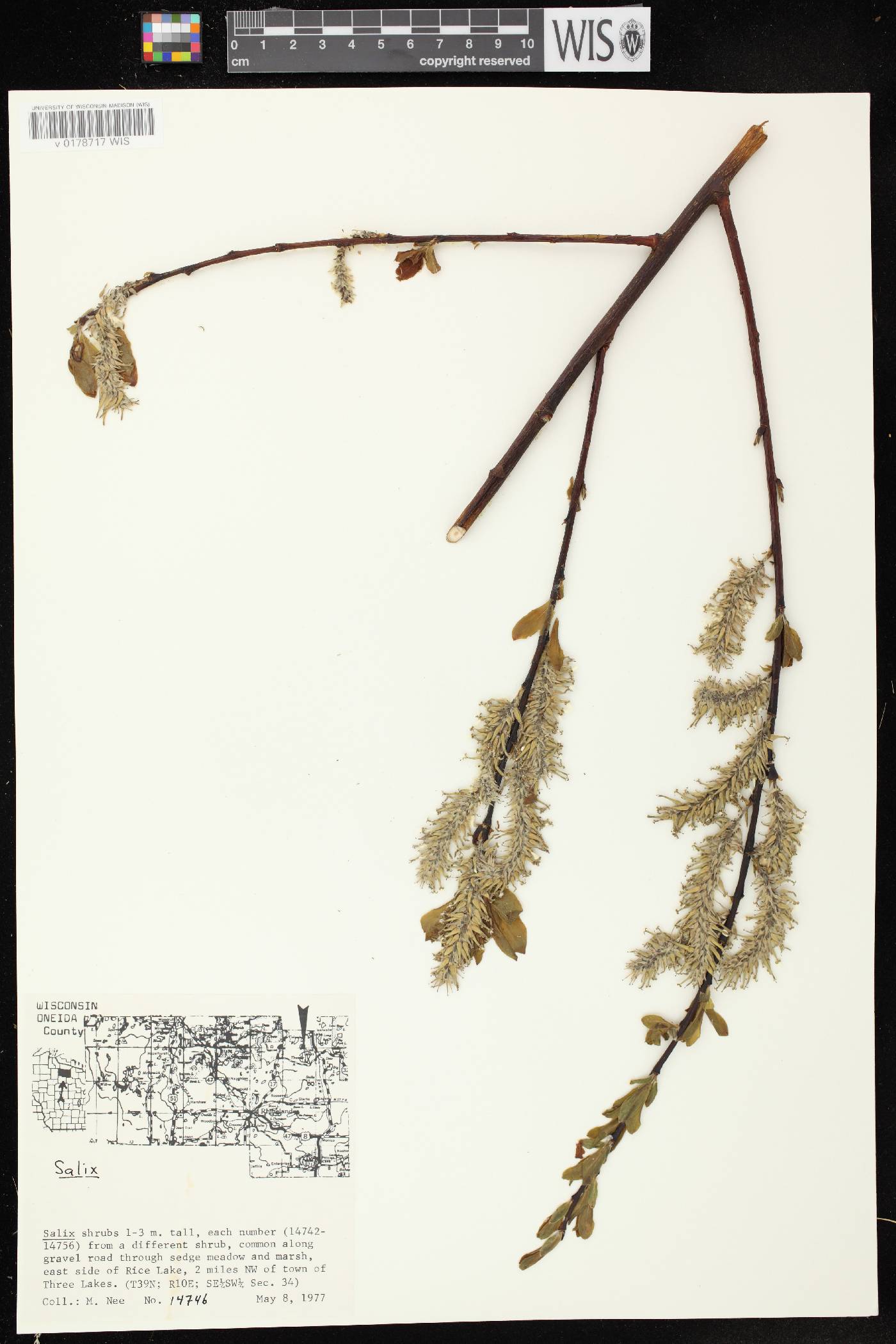 Salix discolor image