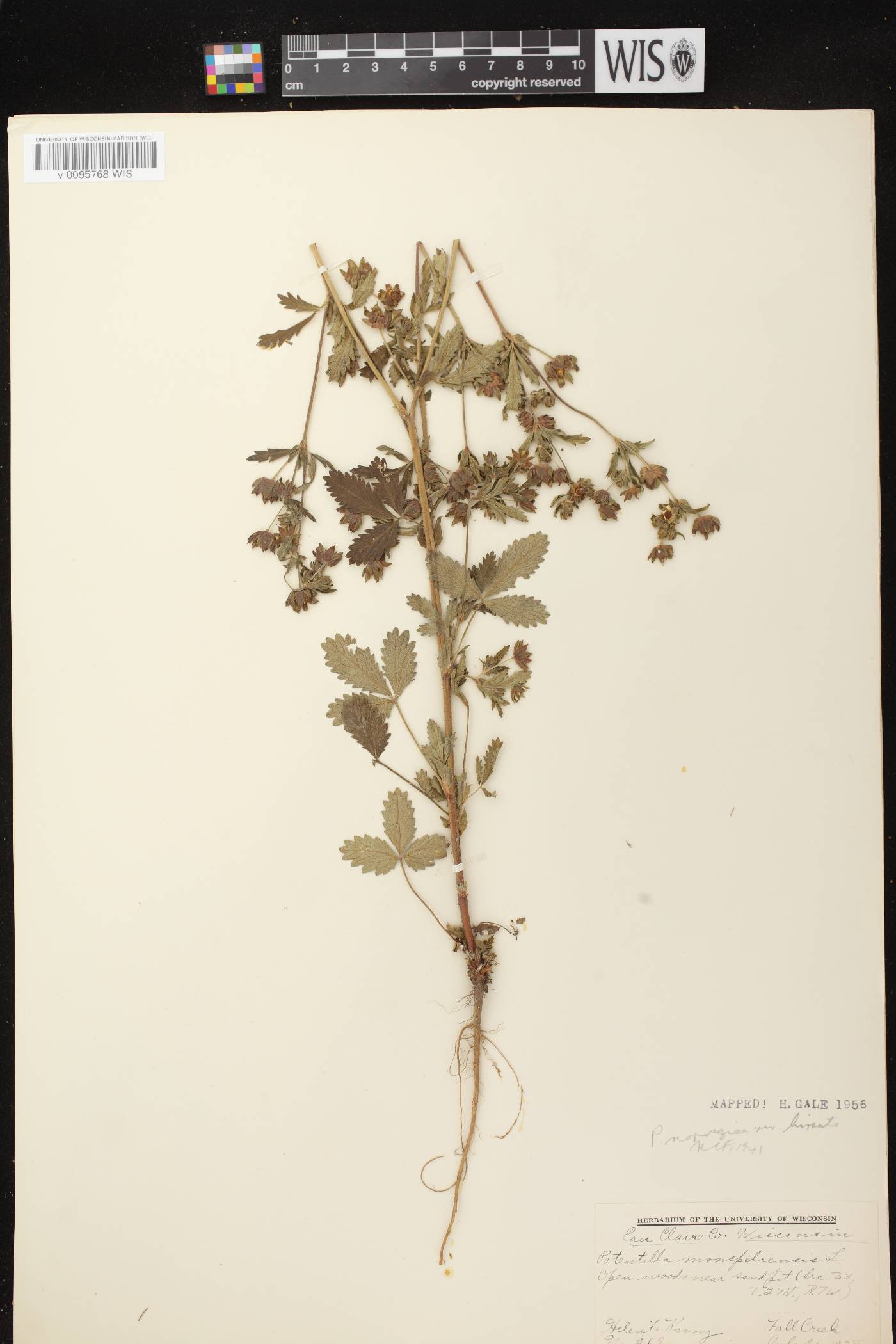 Potentilla norvegica image