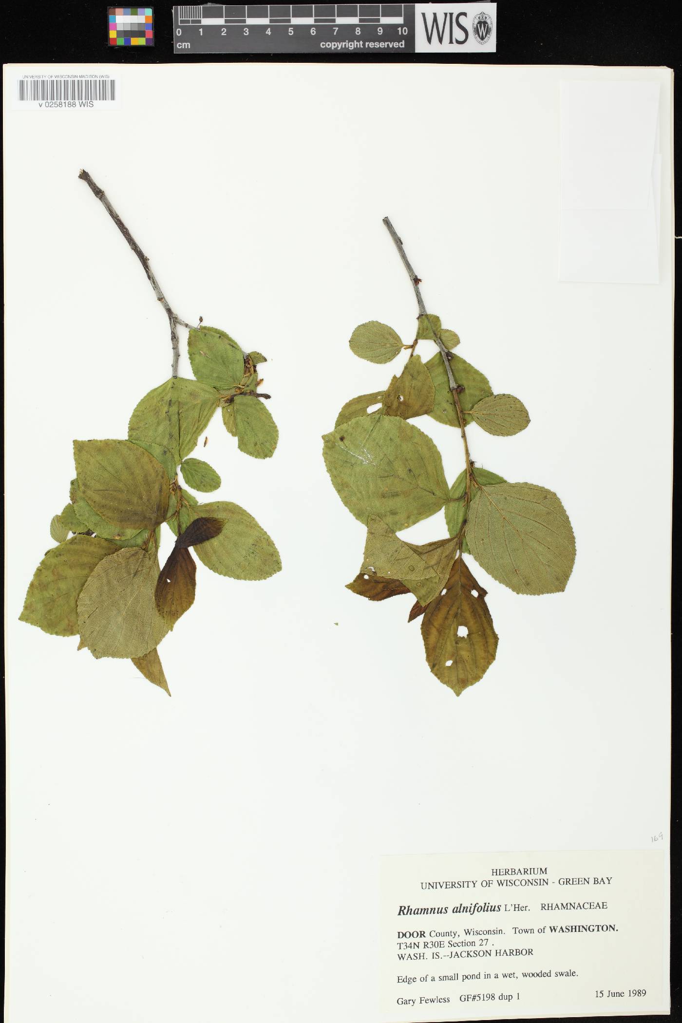Rhamnus alnifolia image