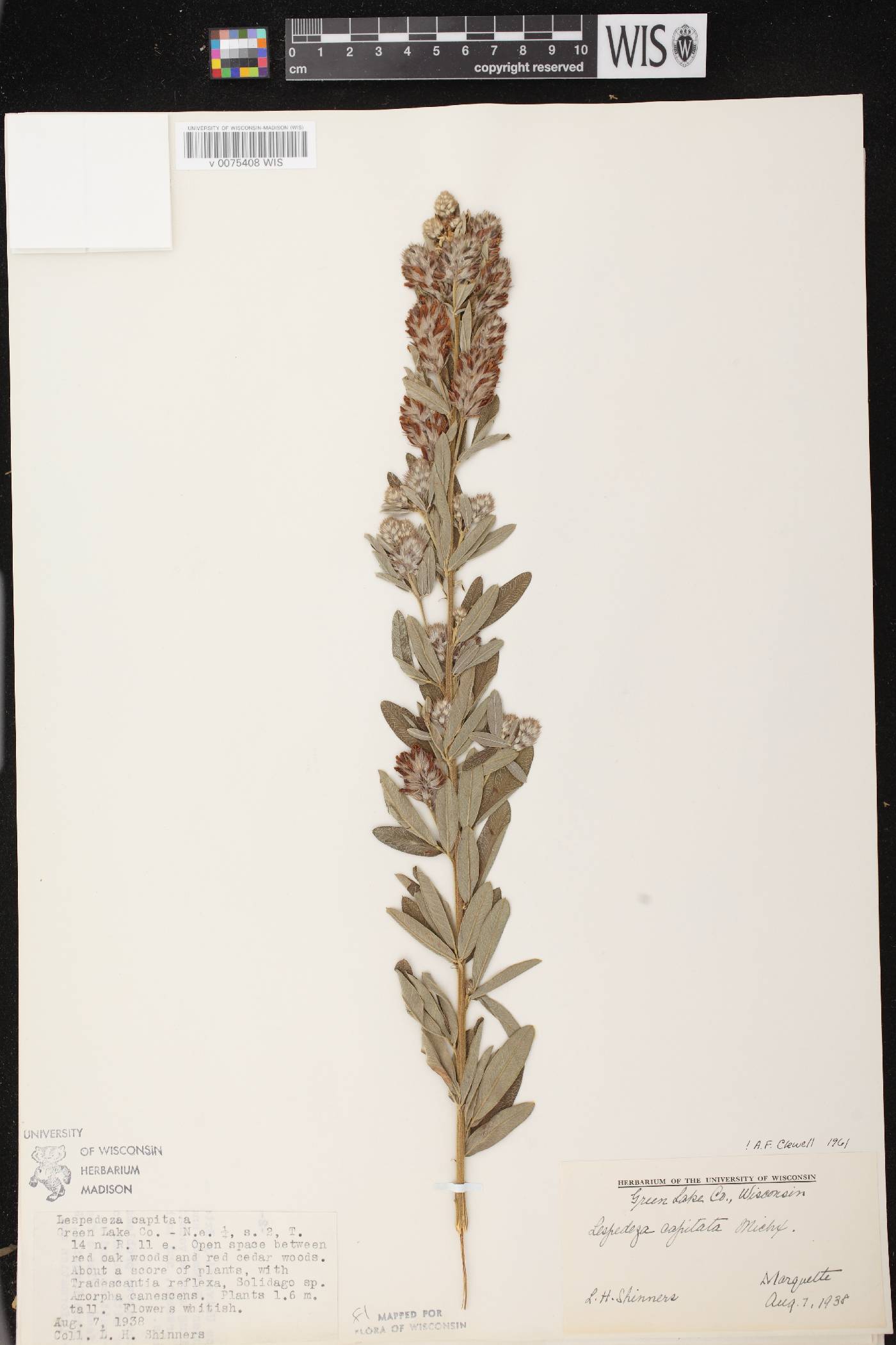 Lespedeza capitata image
