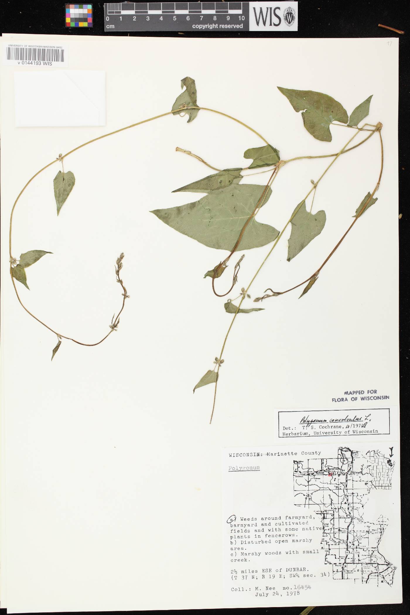 Fallopia convolvulus image