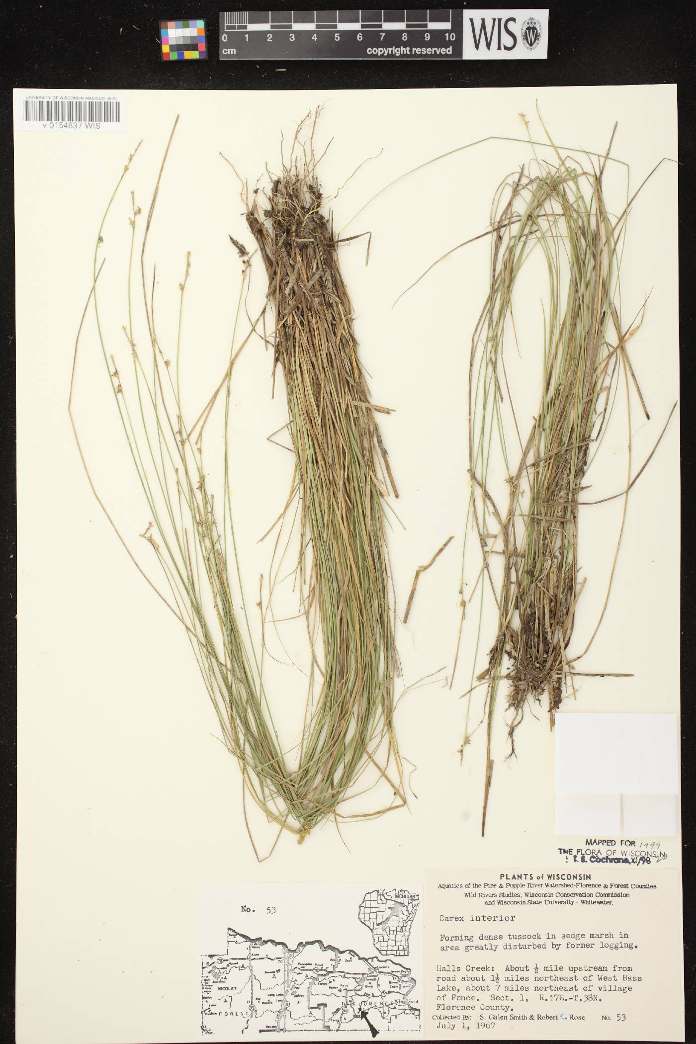 Carex interior image