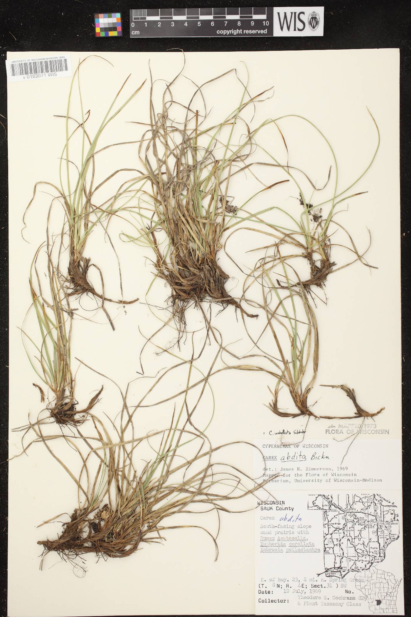 Carex umbellata image