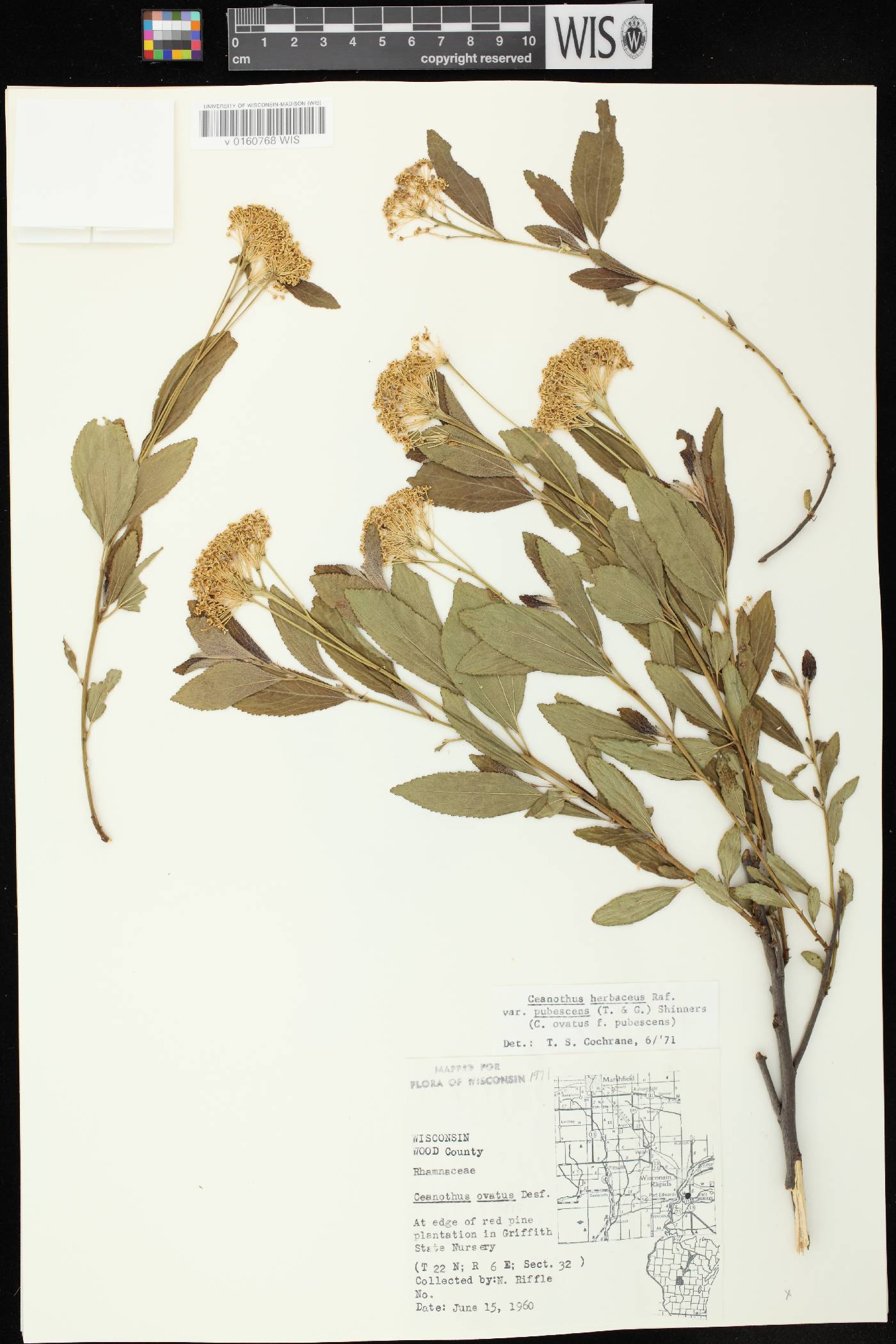 Ceanothus herbaceus image