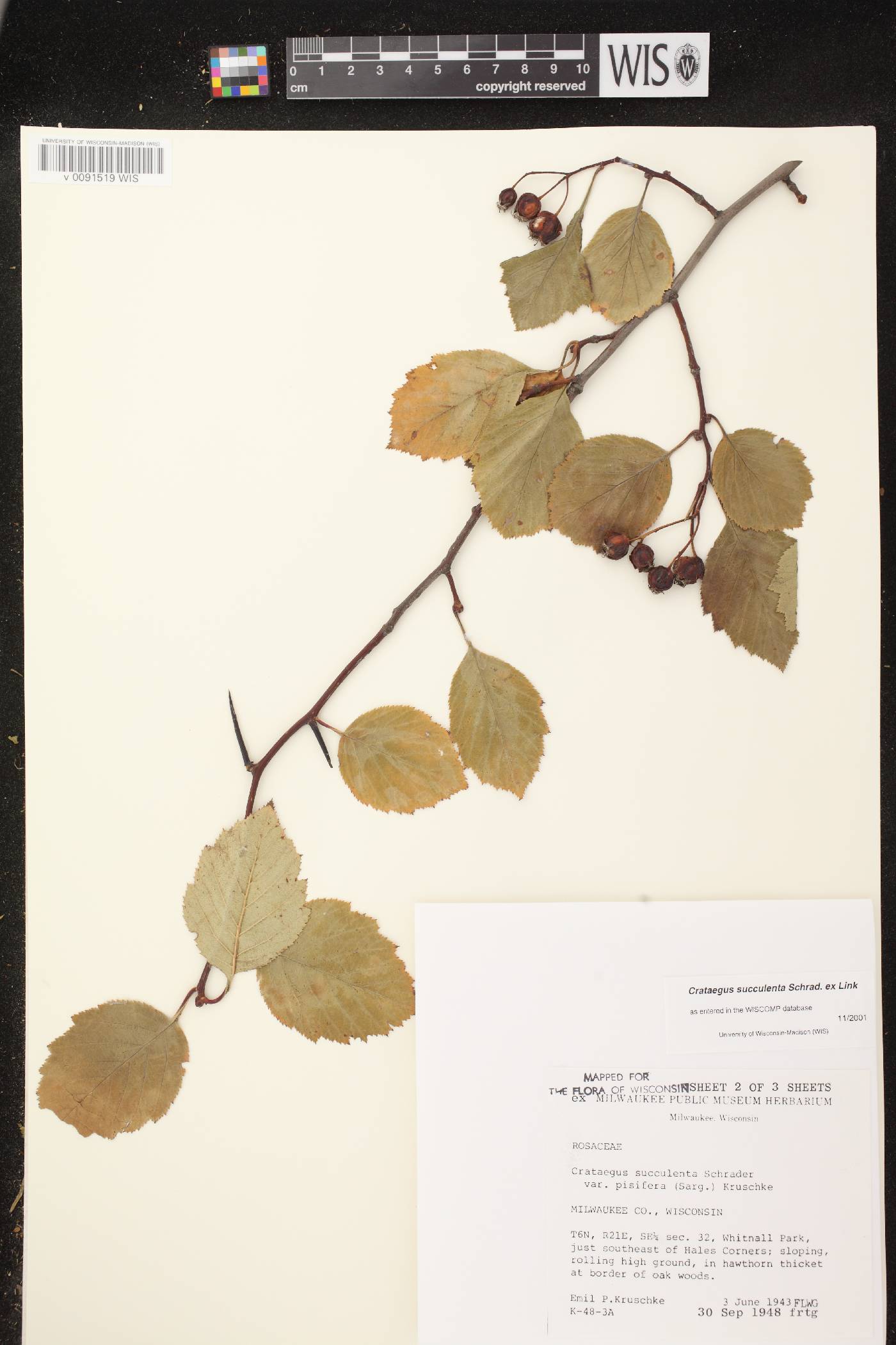 Crataegus succulenta image