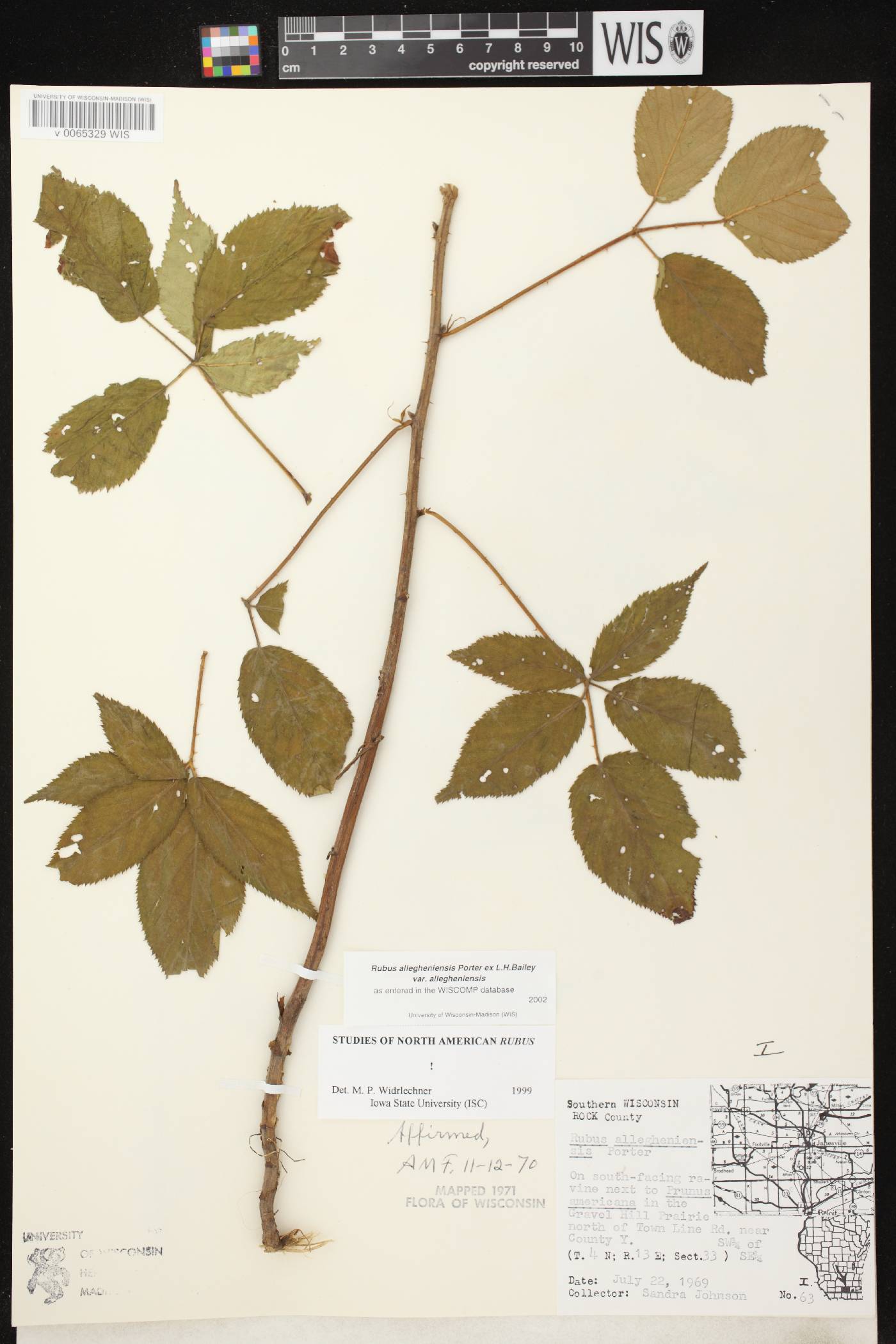 Rubus allegheniensis image