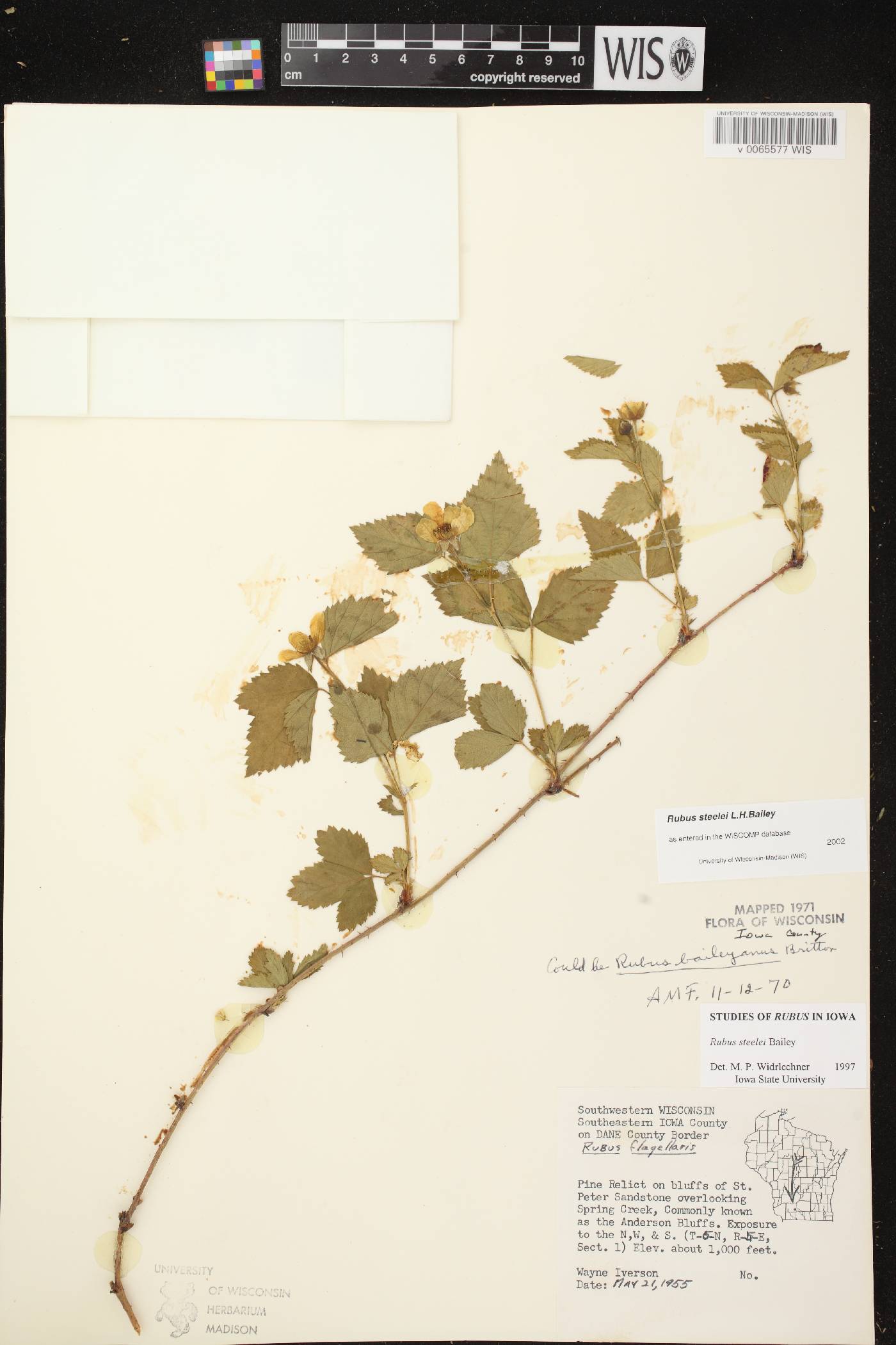 Rubus flagellaris image
