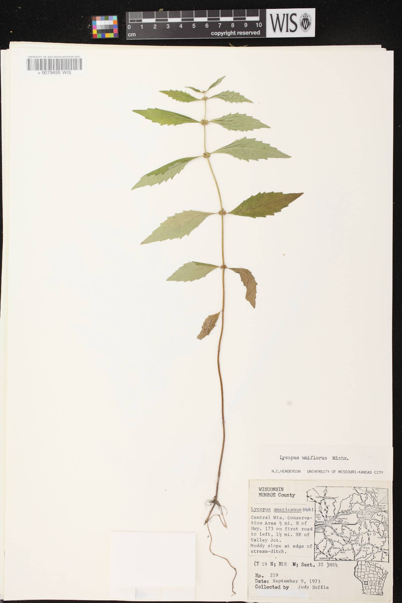 Lycopus uniflorus image