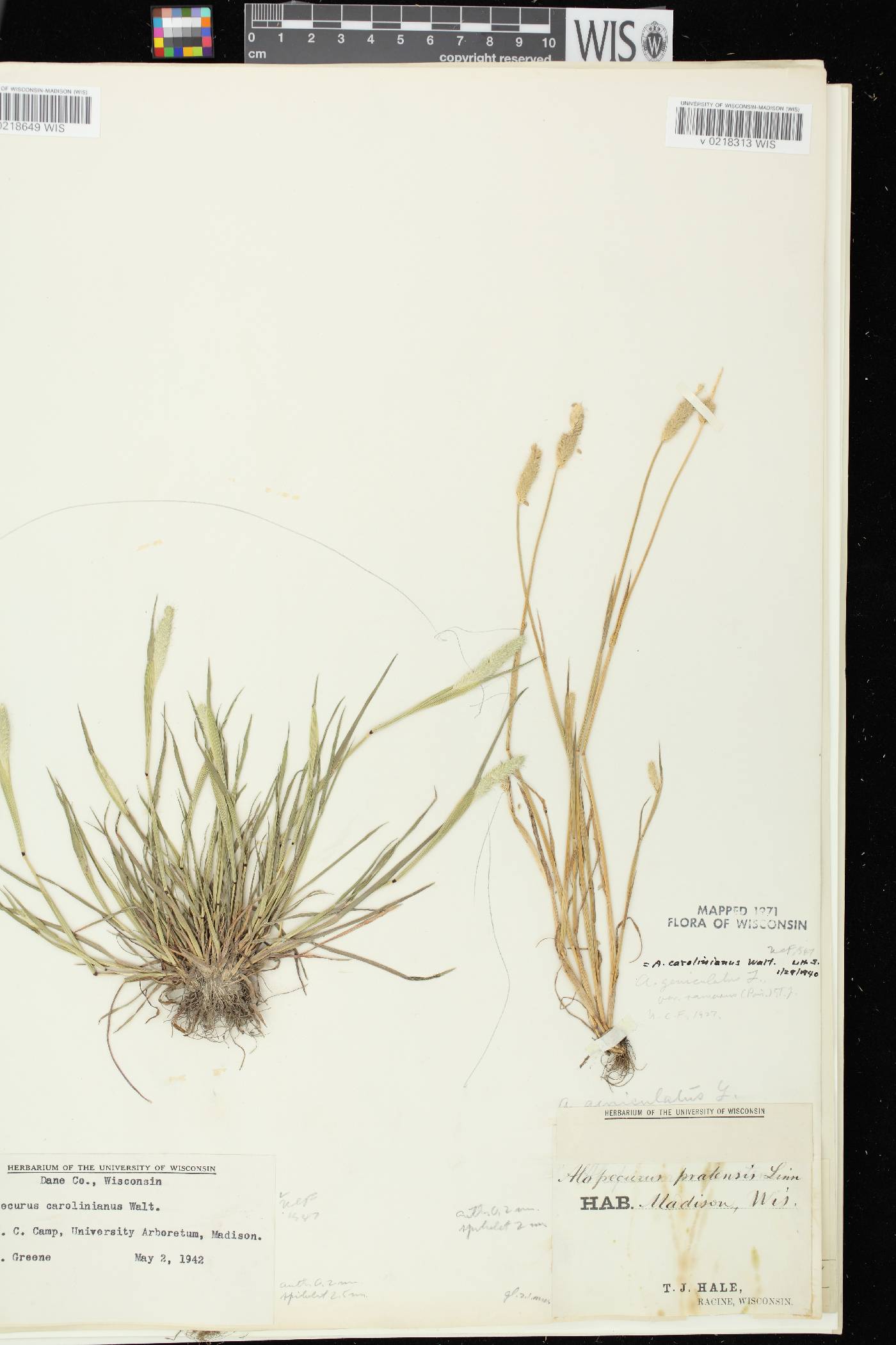 Alopecurus carolinianus image