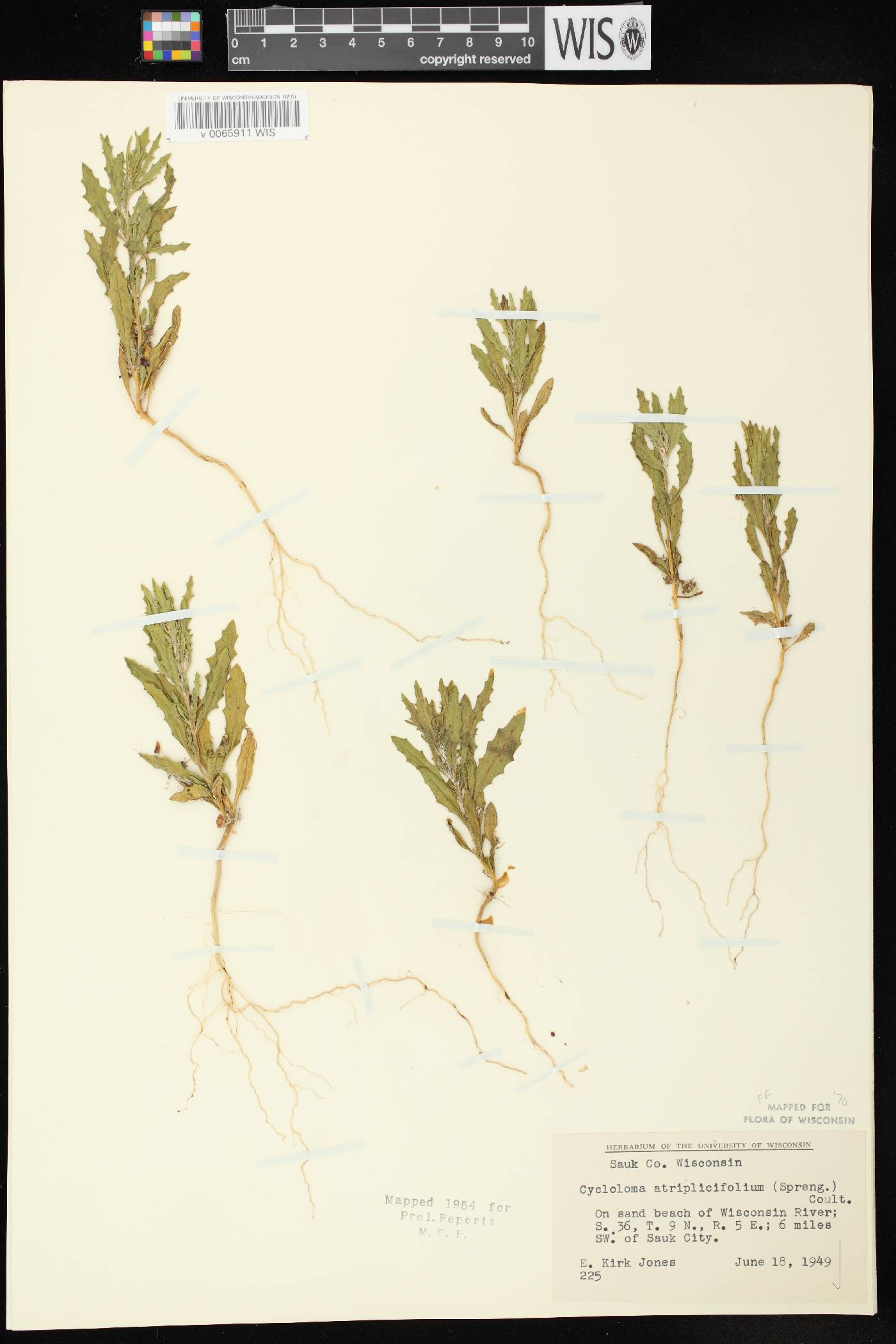 Cycloloma atriplicifolium image