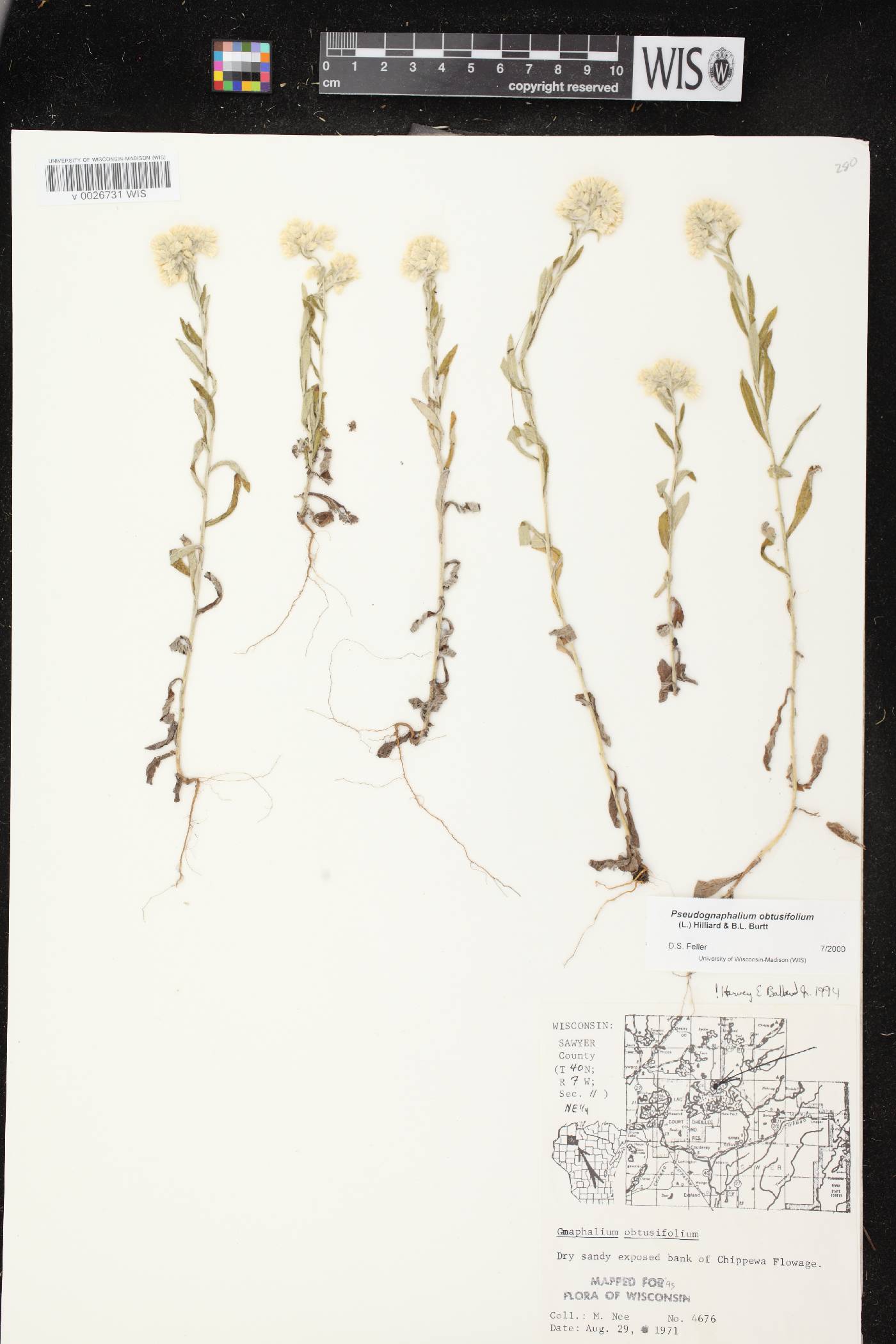 Pseudognaphalium obtusifolium image