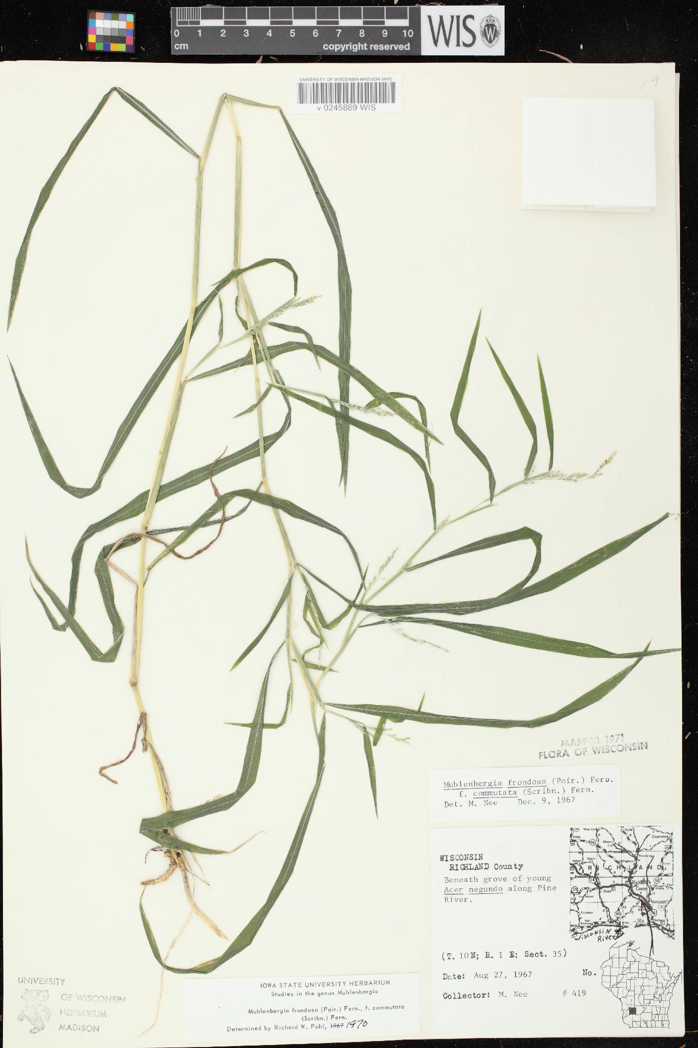 Muhlenbergia frondosa image