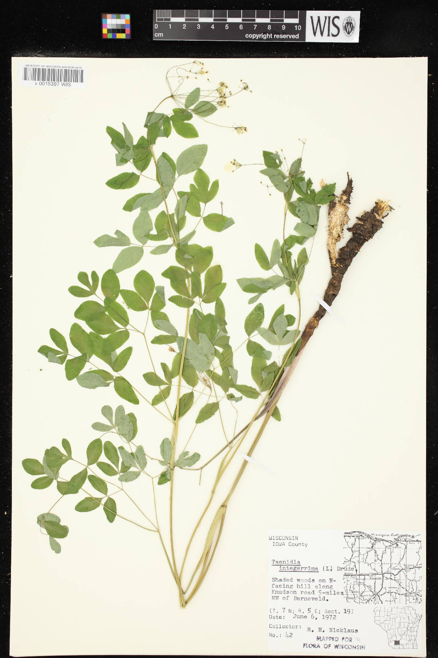 Taenidia integerrima image