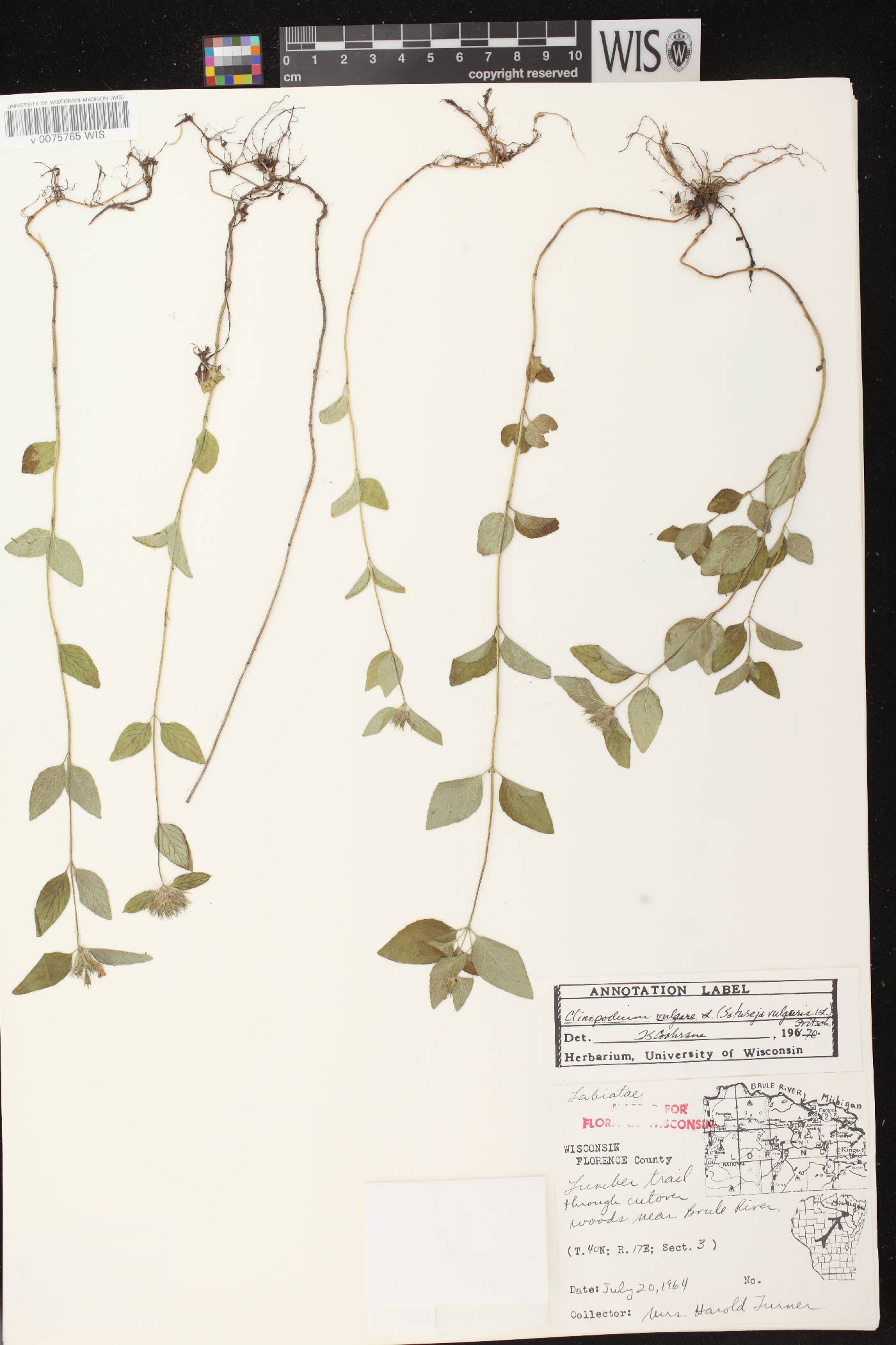 Clinopodium vulgare image