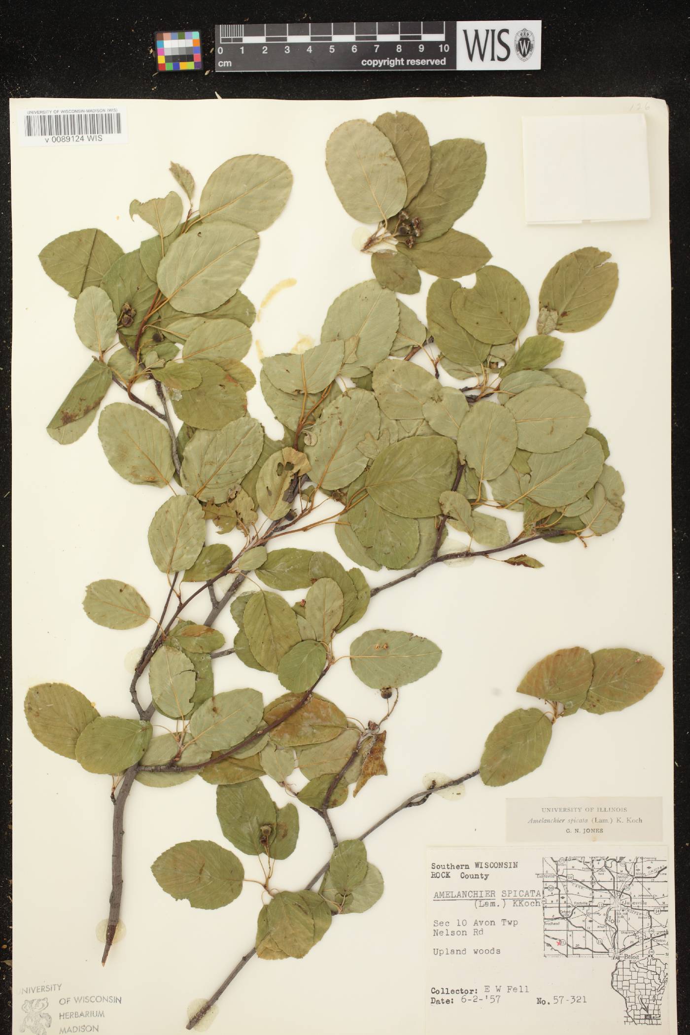 Amelanchier spicata image