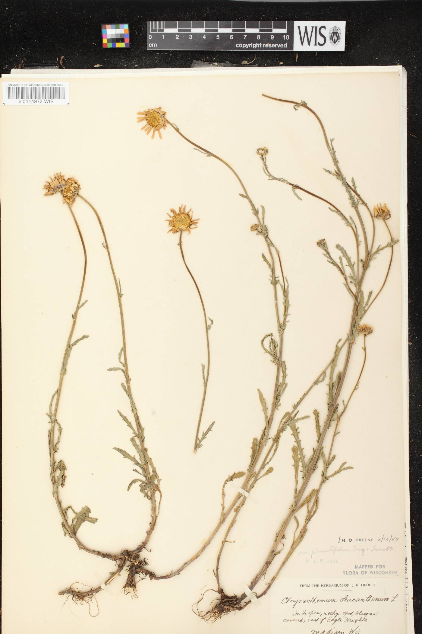 Leucanthemum vulgare image