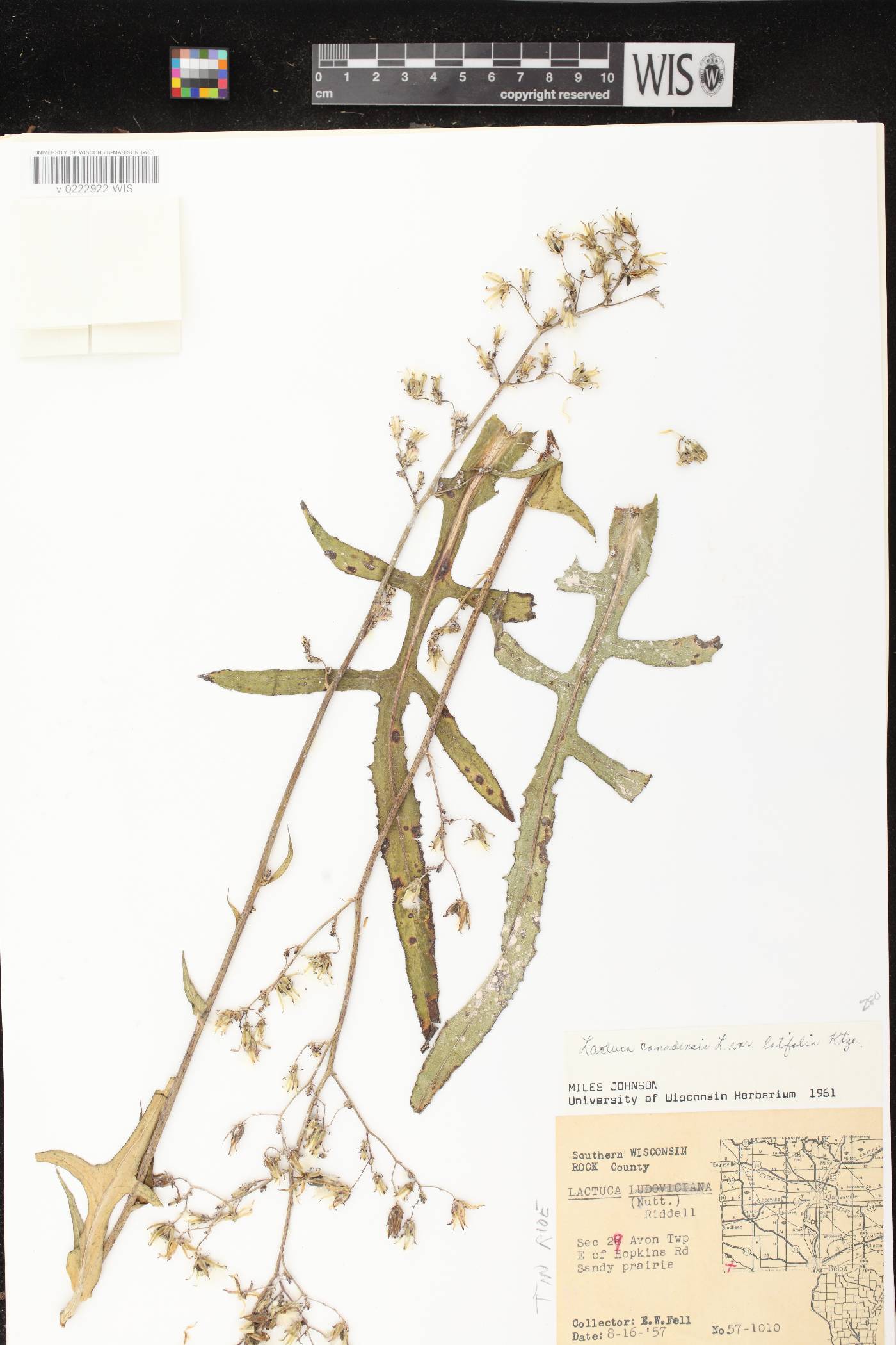 Lactuca canadensis image