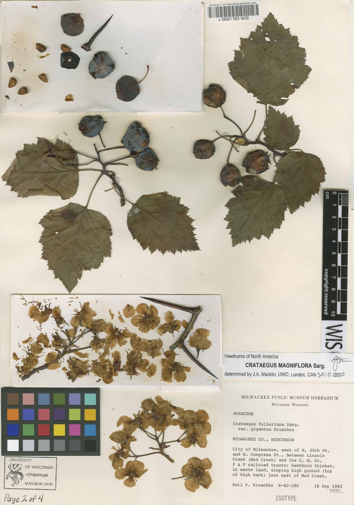 Crataegus magniflora image