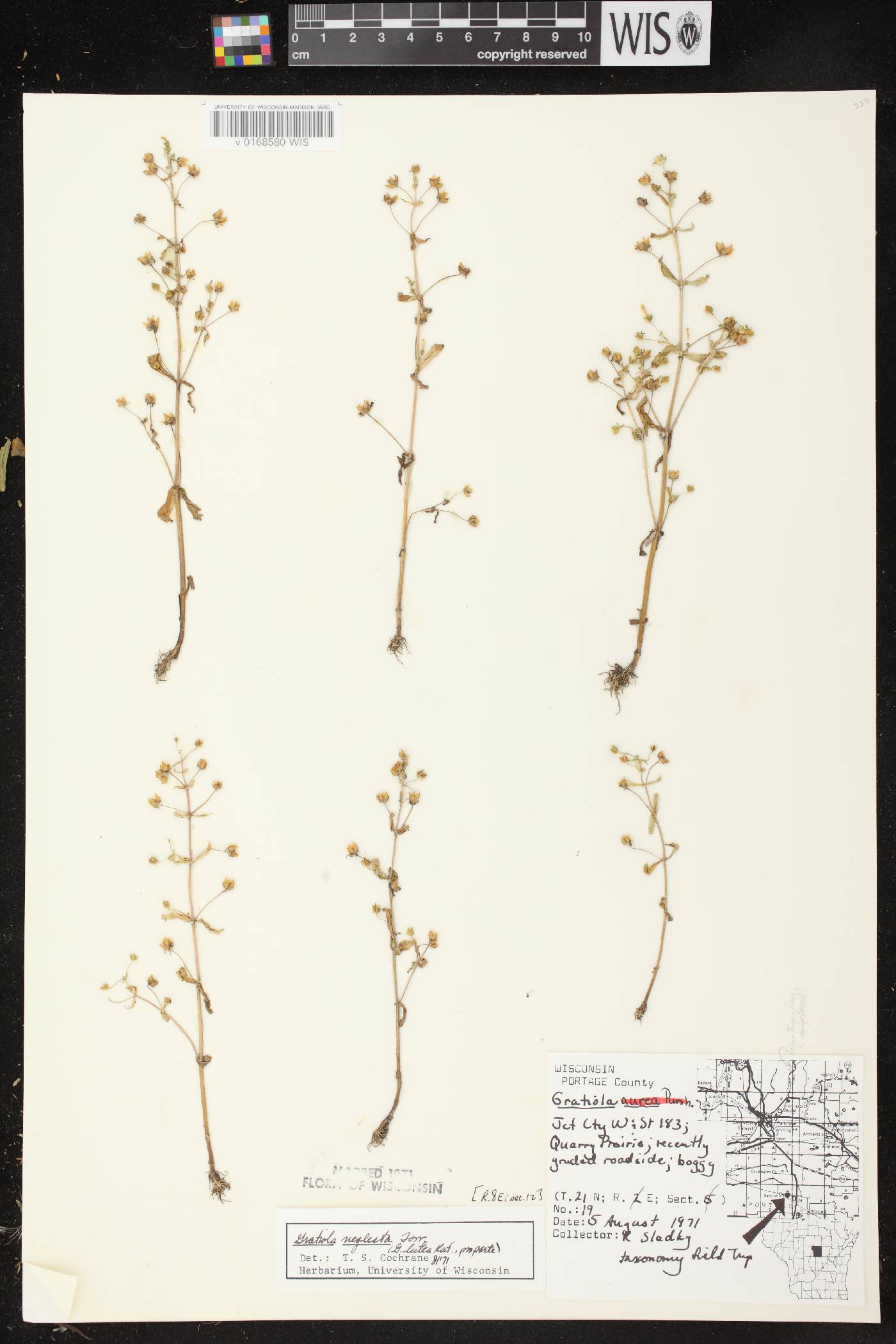 Gratiola neglecta image