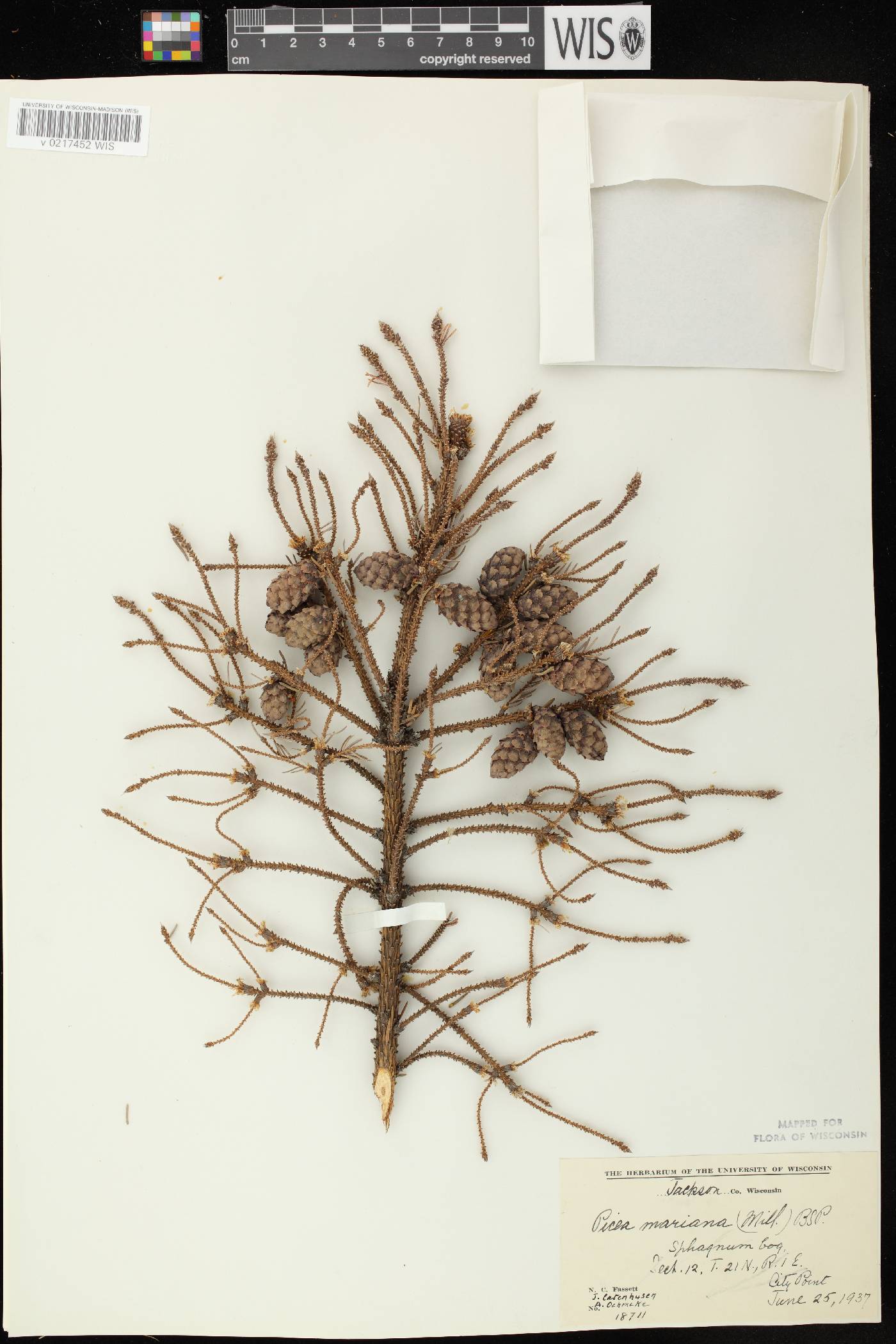 Picea mariana image